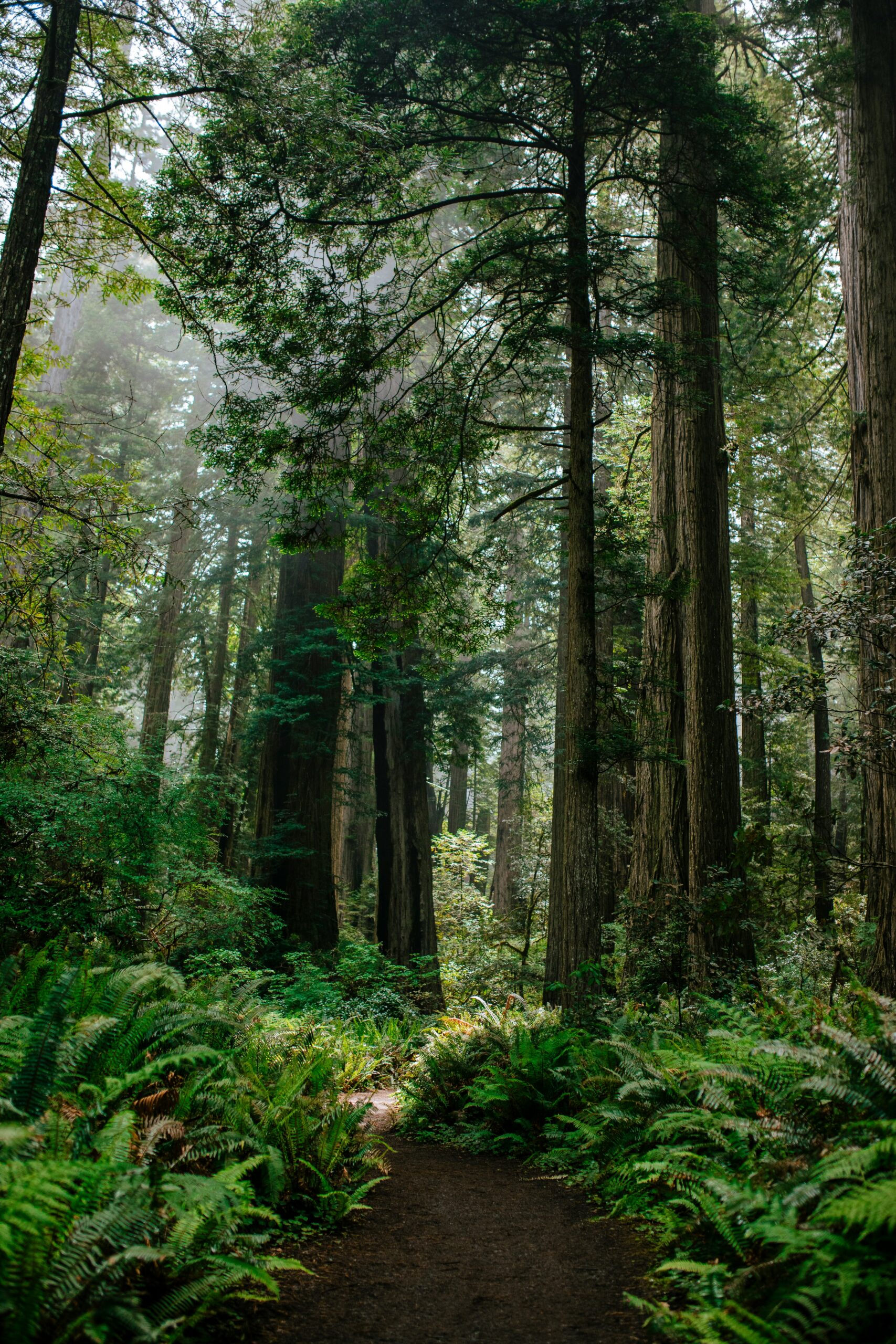 Best California National Parks: All 9 Parks + Visitor Guide