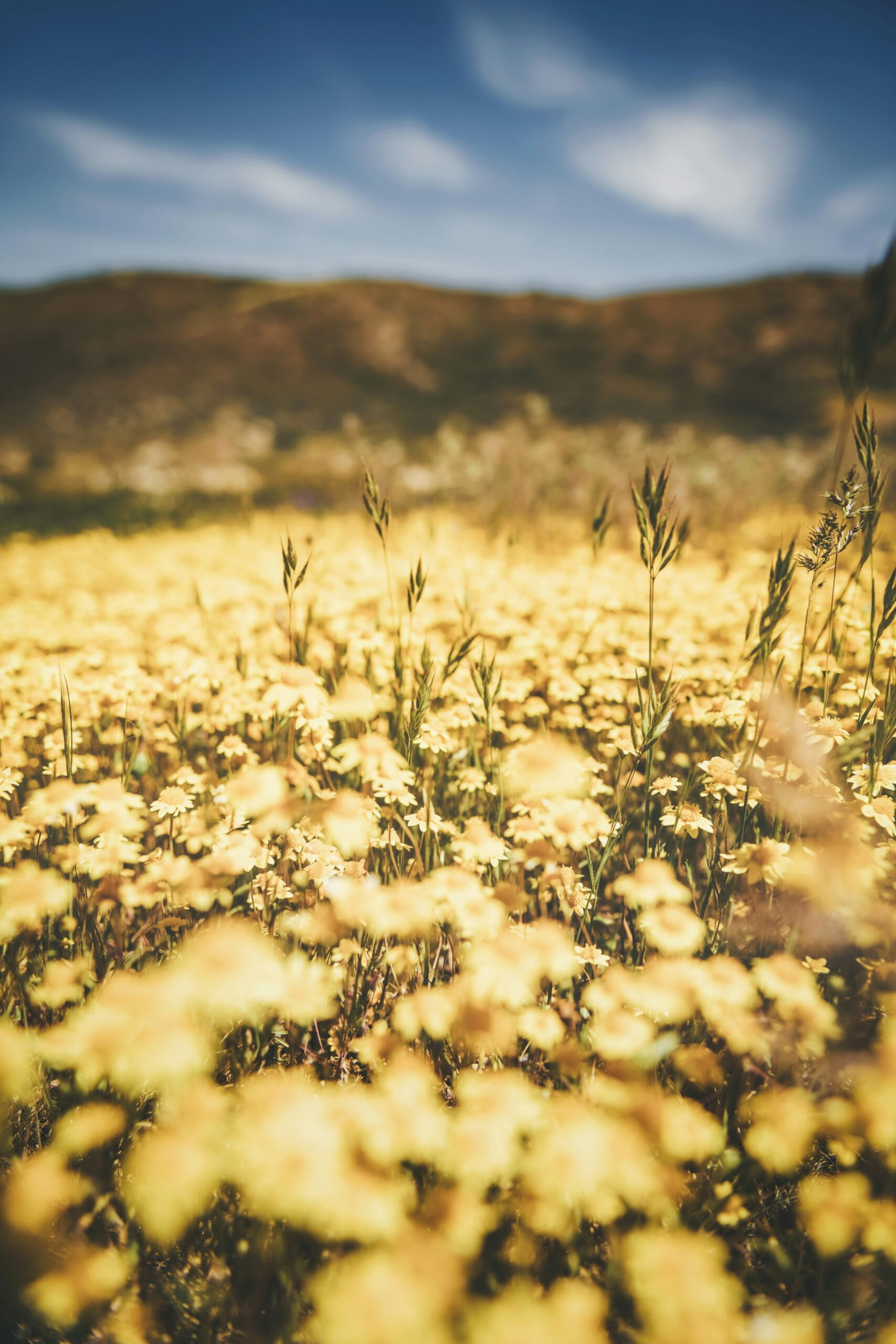 Best California National Parks: All 9 Parks + Visitor Guide