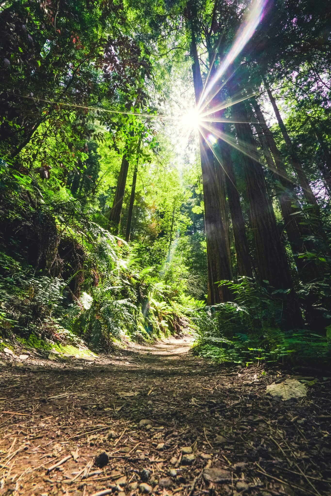 Traveling Solo In California: Must-See Destinations For The Independent ...