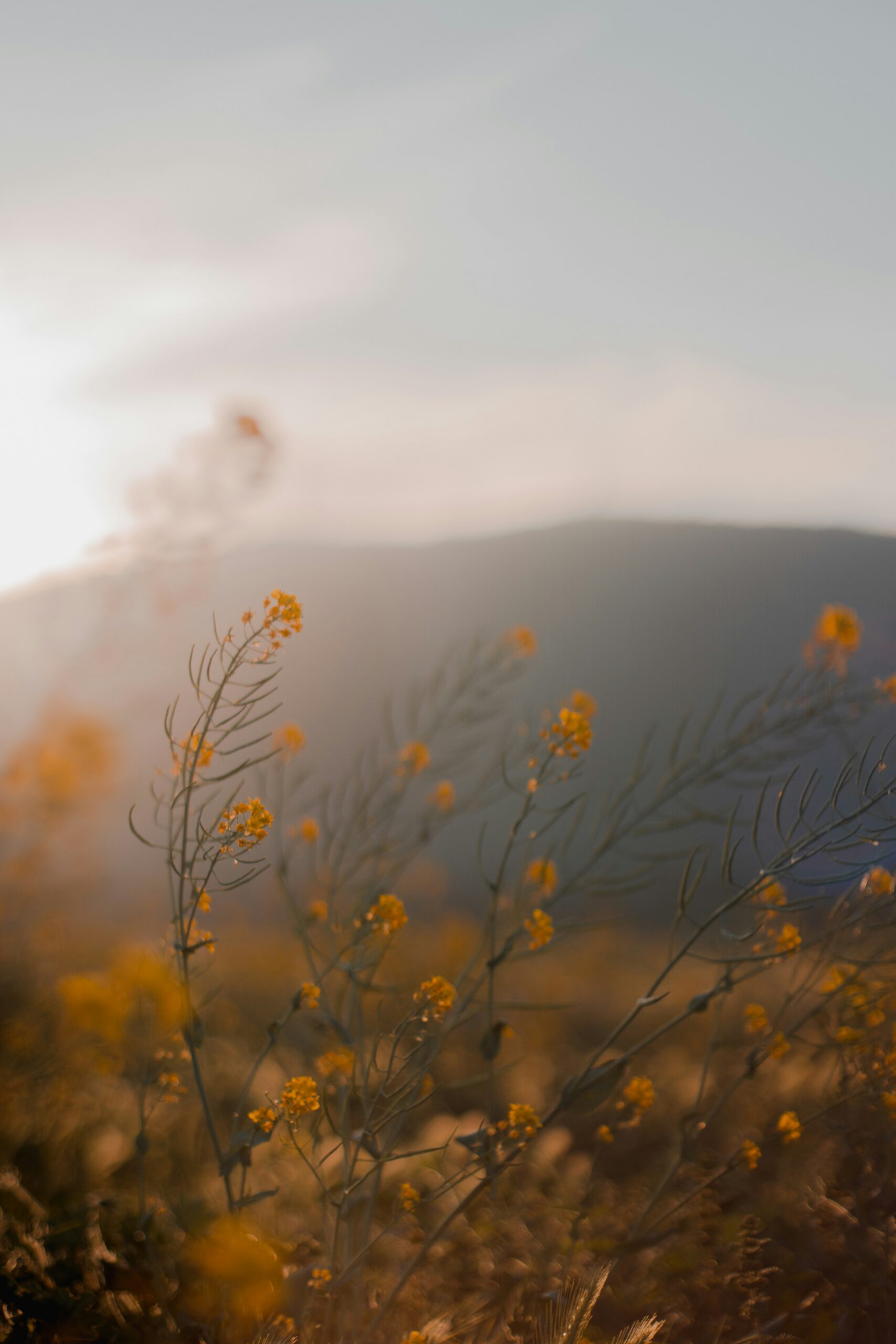 Desert in Bloom: Secret Fall Wildflower Spots in Anza-Borrego Locals Love