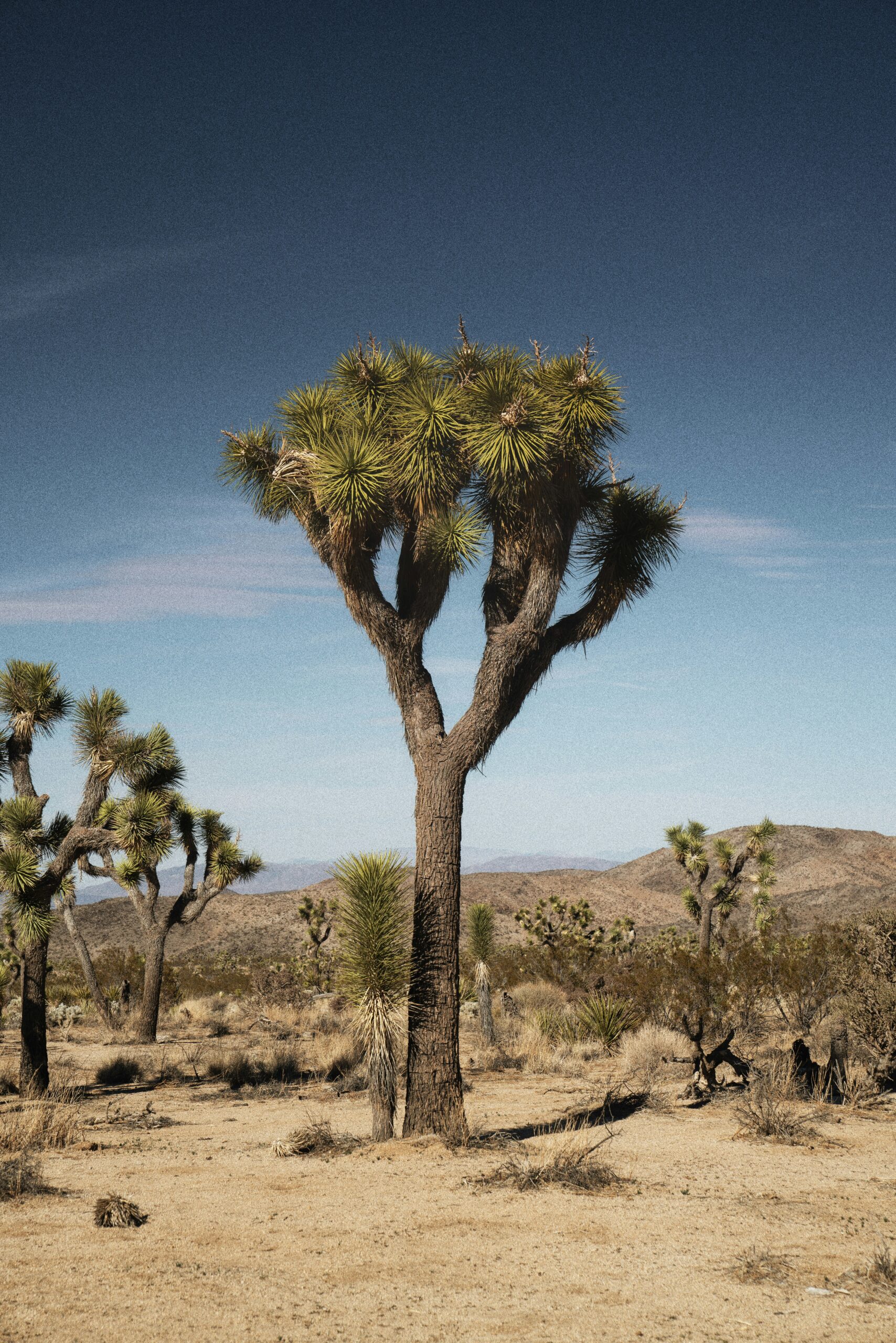 Joshua Tree in September: Best Fall Hikes, Stargazing & Desert Escapes