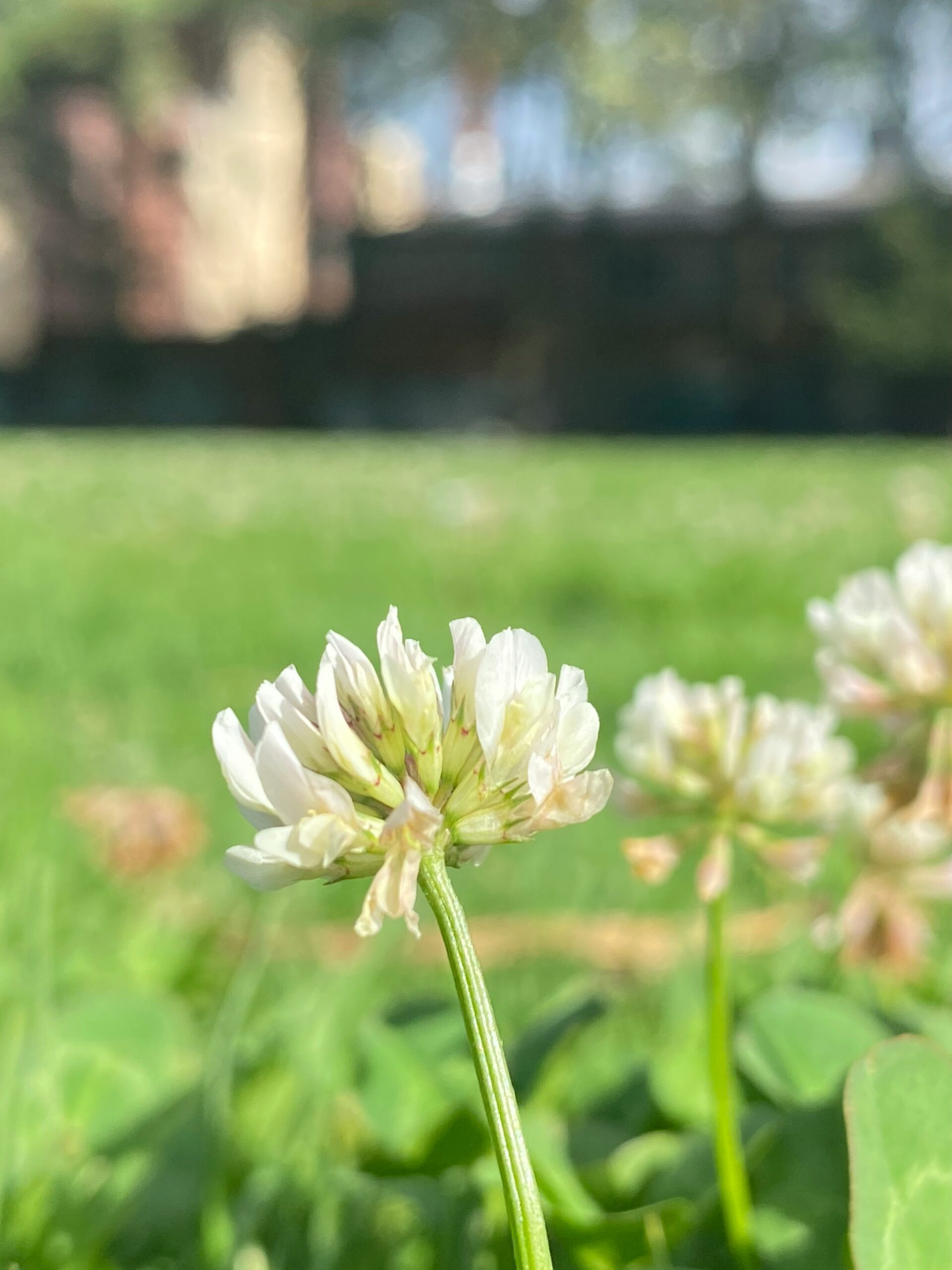 Best Places to See Wildflowers in California (April 2026 Road Trip Guide)