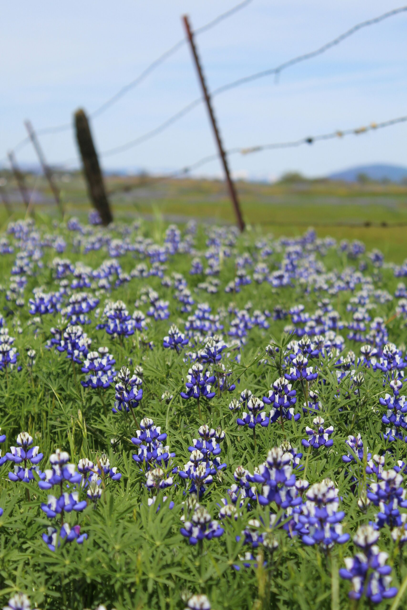 Best Places to See Wildflowers in California (April 2026 Road Trip Guide)