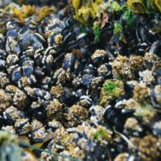 Golden Mussel (California Mussel) Threat in California: What It Means for Lakes, Water & Boating