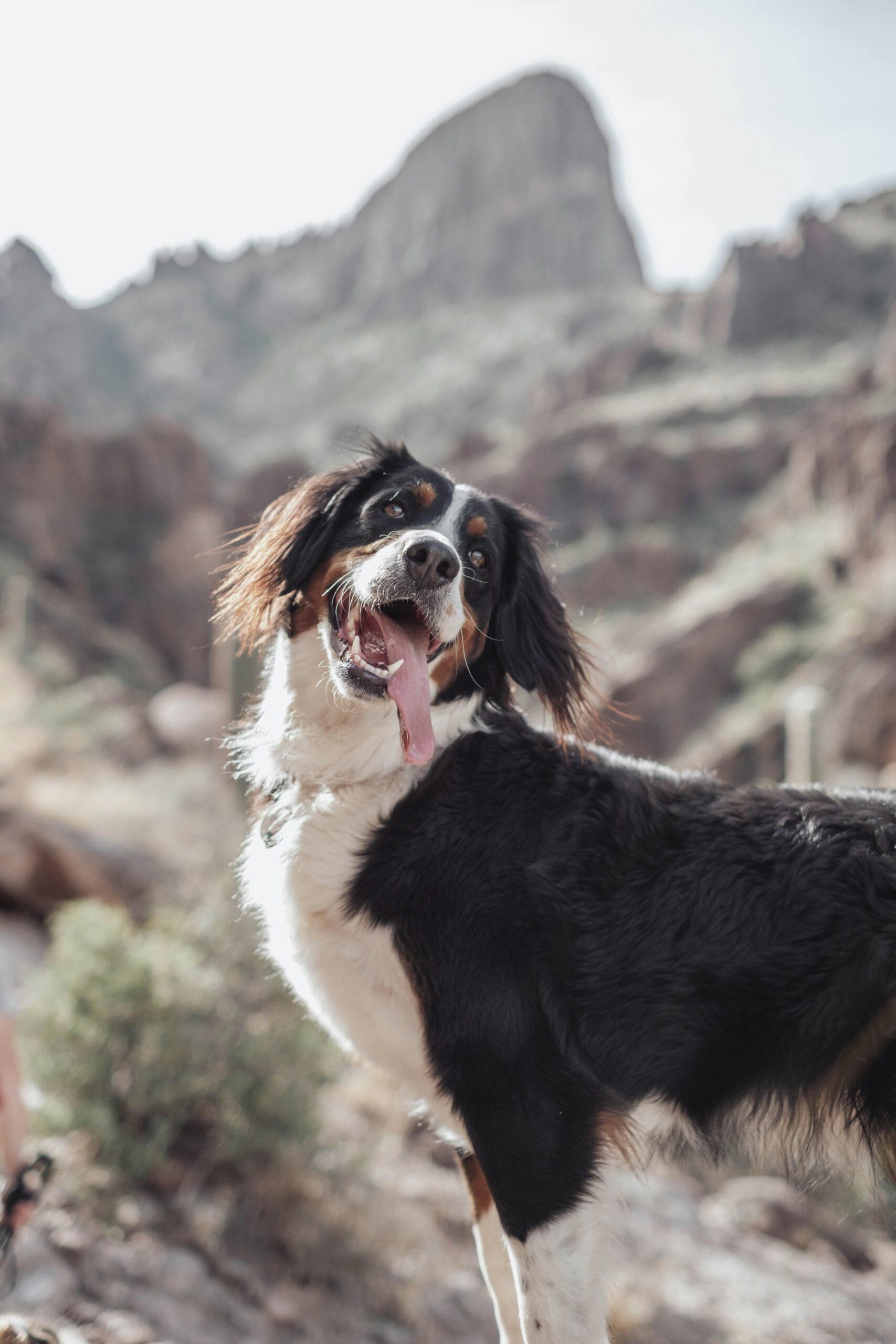 10 Best Dog Friendly Hiking Trails in California (Easy, Shaded & Hidden Gems)