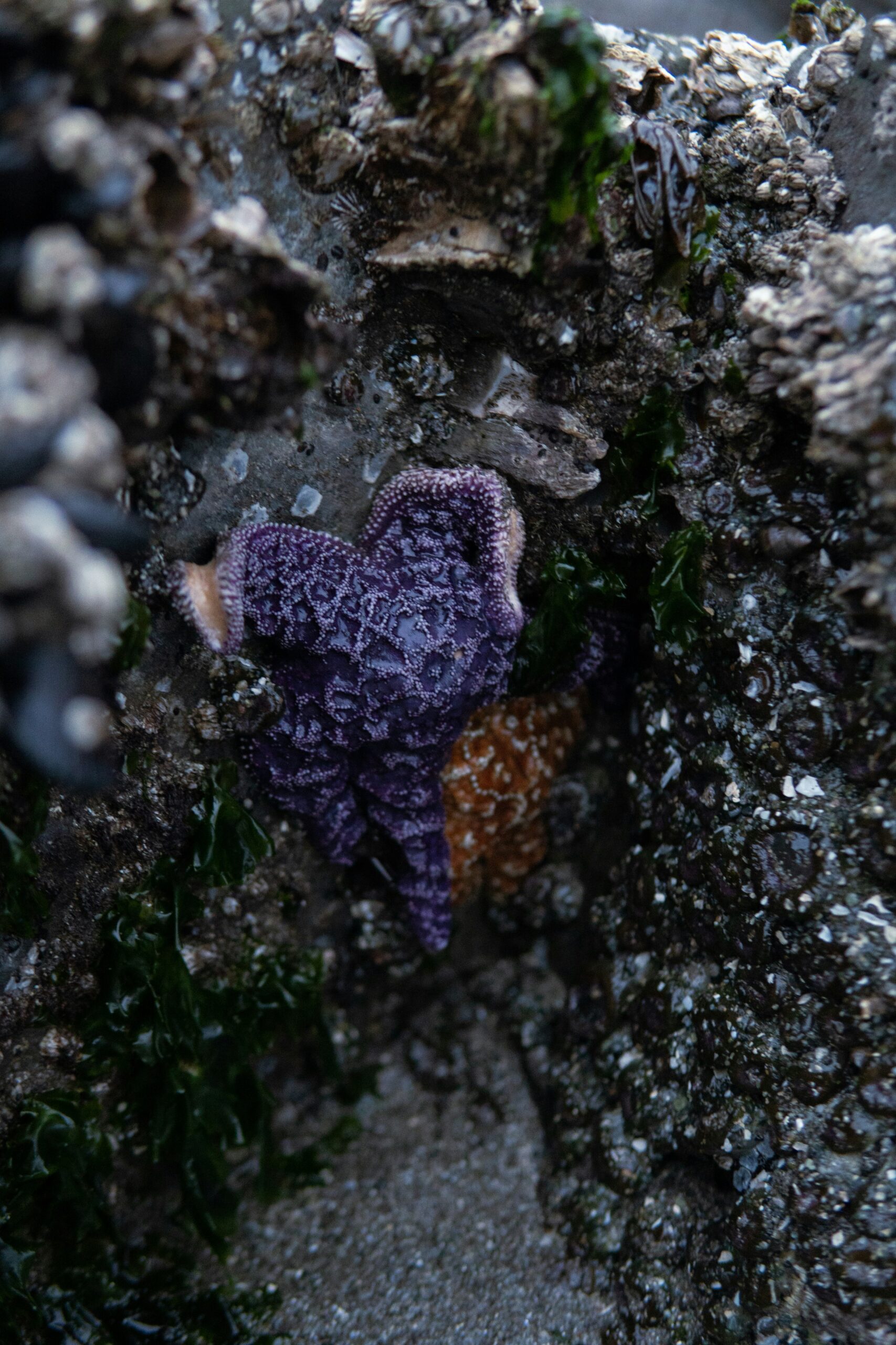 Tide Pooling Secrets in California: Best Low Tide Days & Top Spots