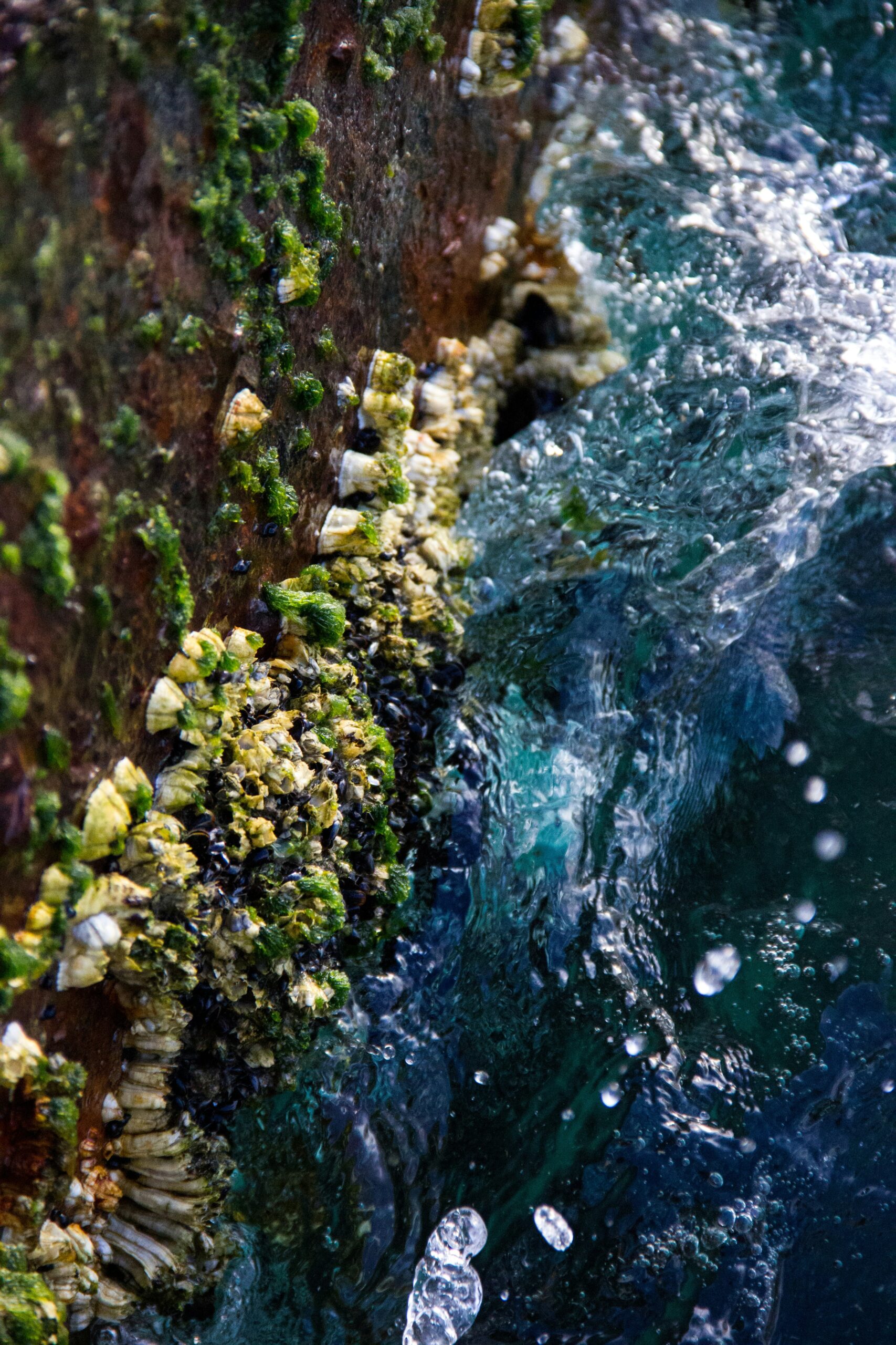 Golden Mussel (California Mussel) Threat in California: What It Means for Lakes, Water & Boating