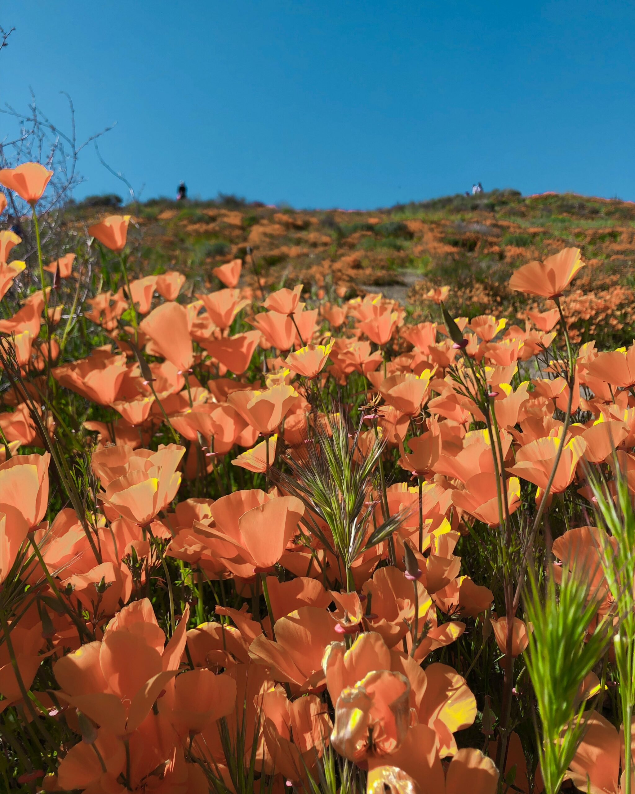Best Places to See Wildflowers in California (April 2026 Road Trip Guide)
