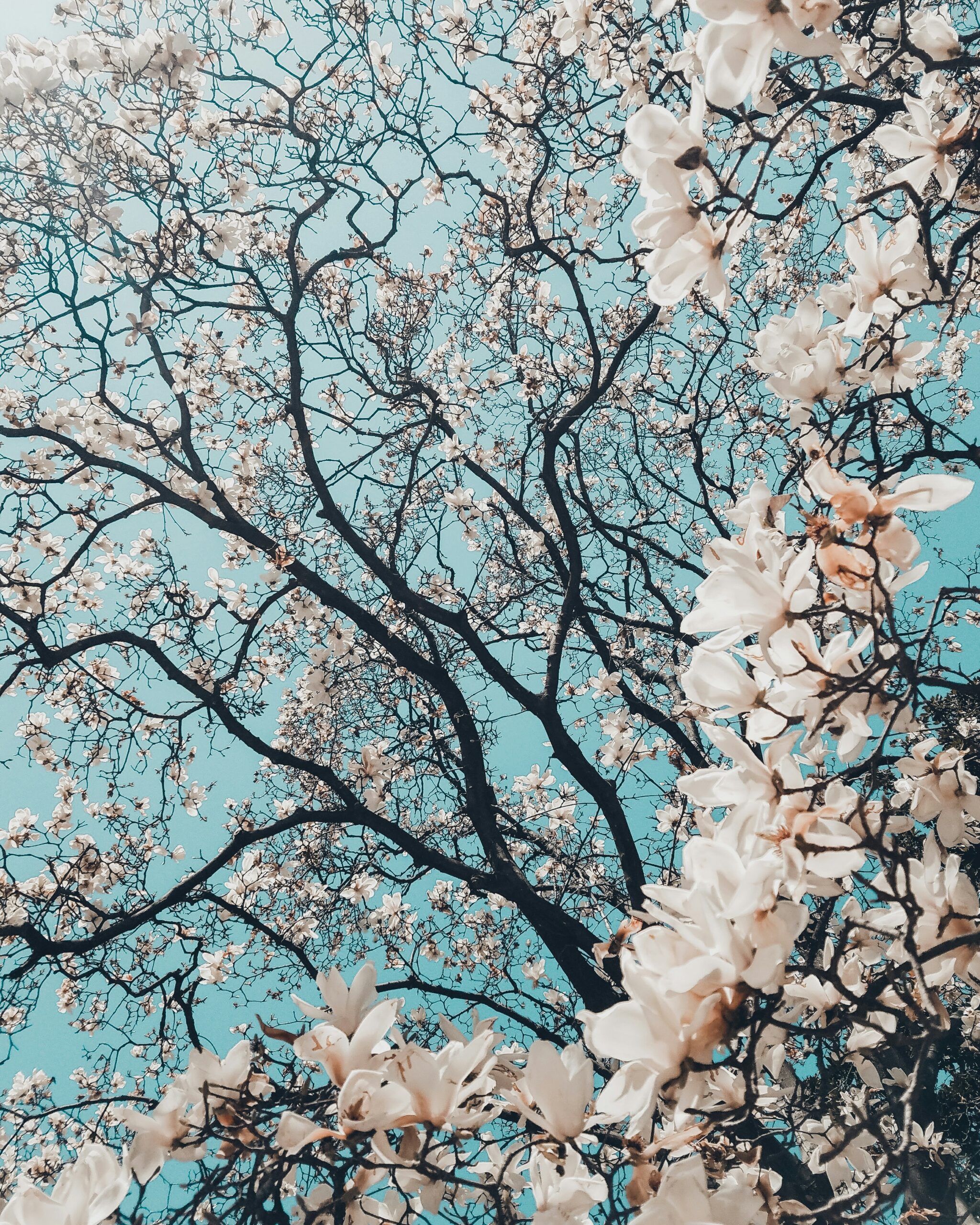 California April Bucket List: Top April Festivals & Events 2026