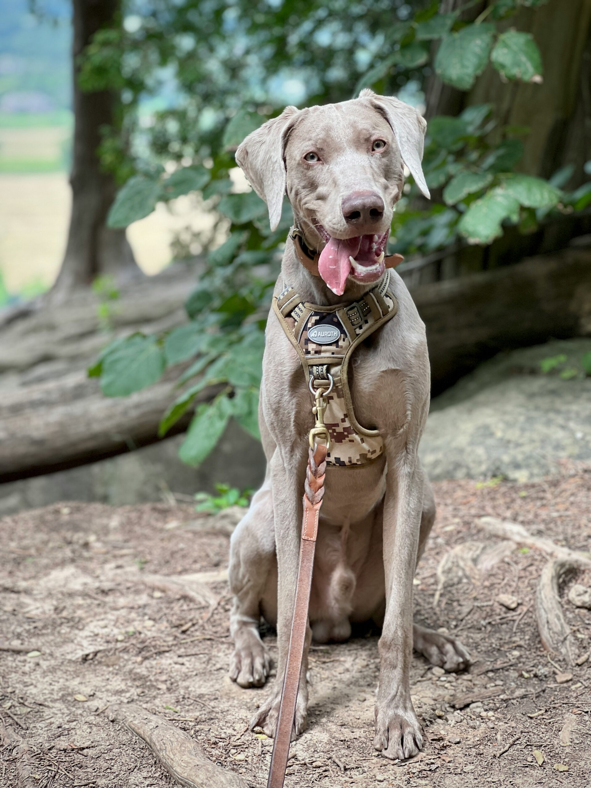 10 Best Dog Friendly Hiking Trails in California (Easy, Shaded & Hidden Gems)