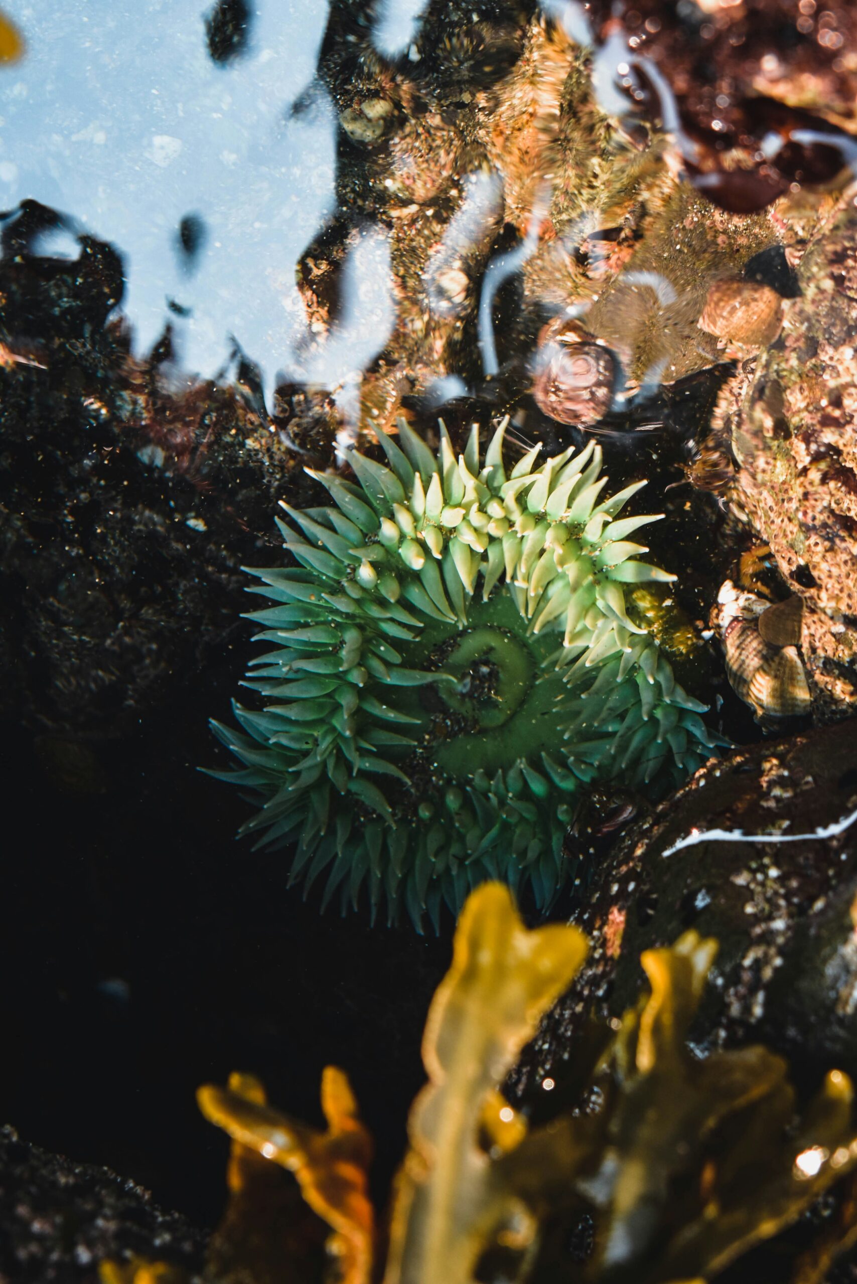 Tide Pooling Secrets in California: Best Low Tide Days & Top Spots