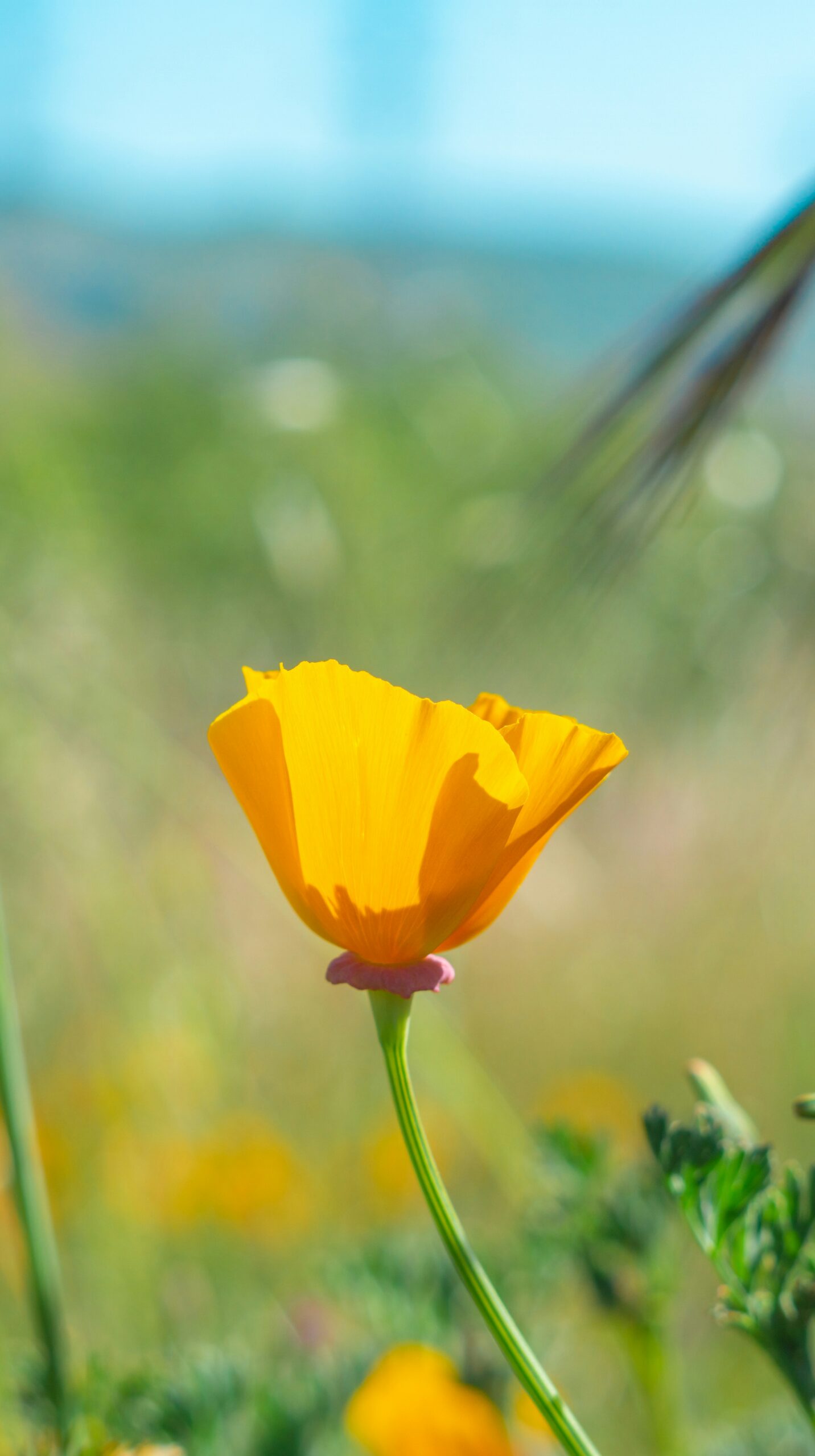 Best Places to See Wildflowers in California (April 2026 Road Trip Guide)
