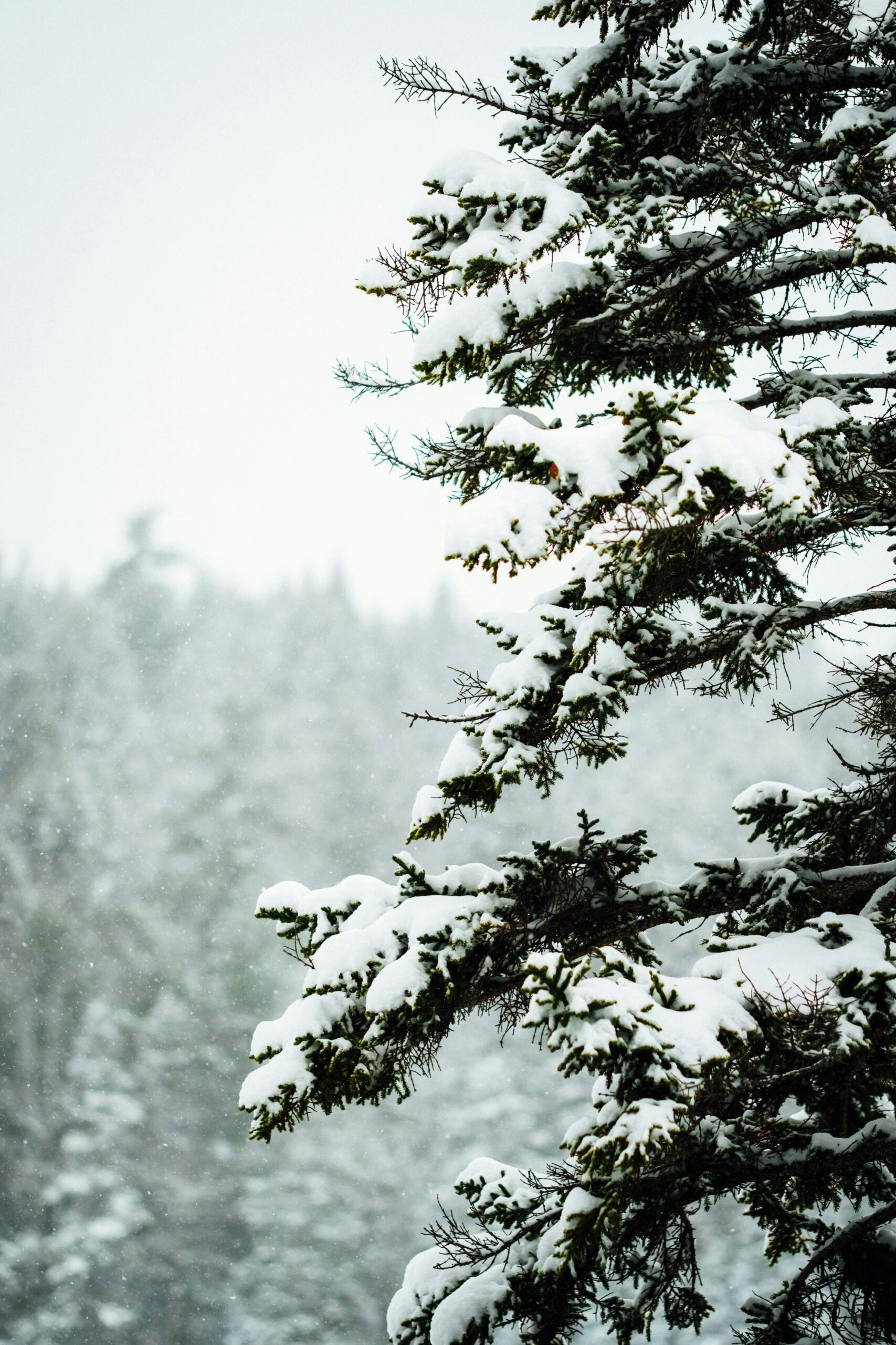 Sierra Nevada Winter Storm Warning Today: Snow Totals, Road Closures & Travel Alerts