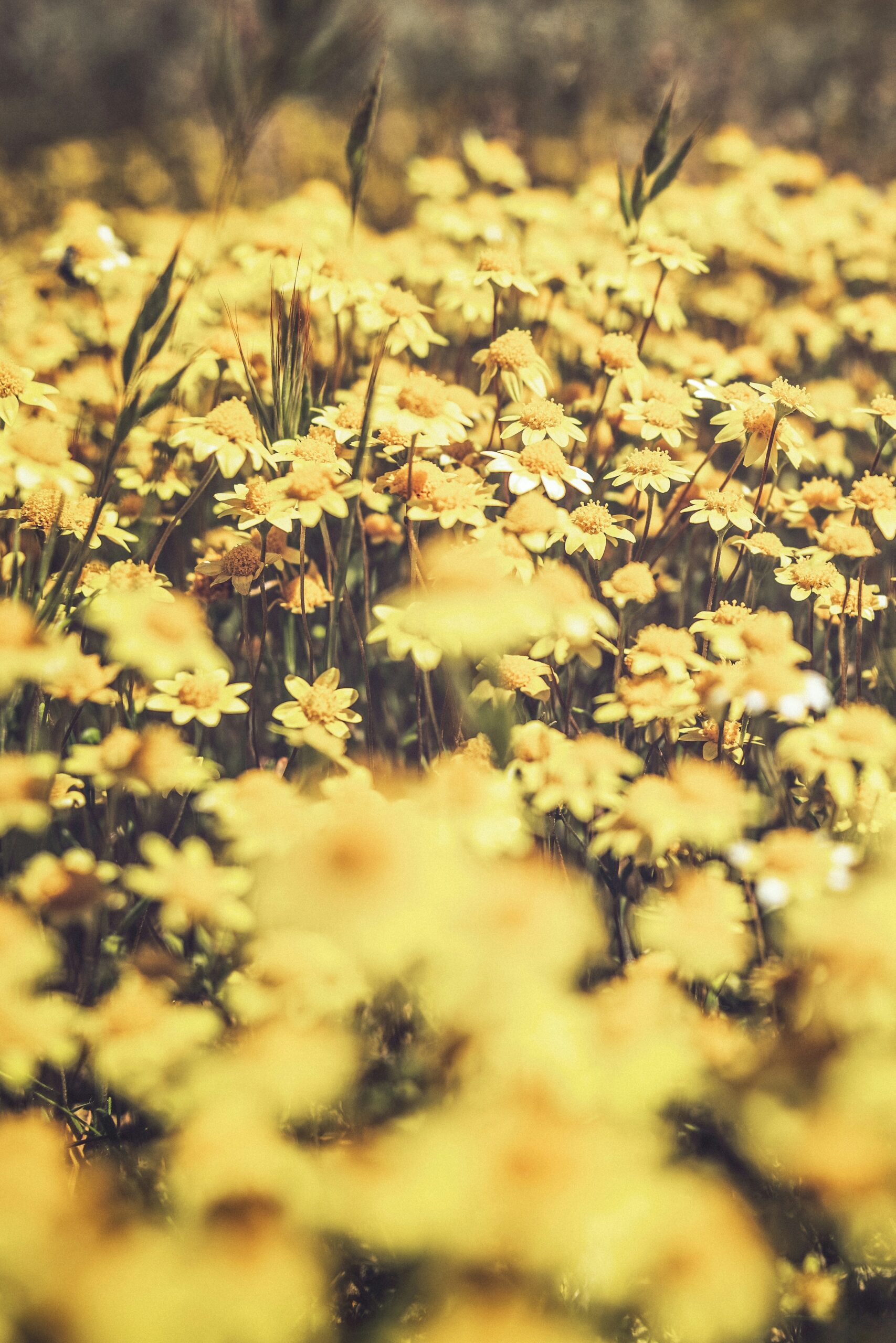 Best Places to See Wildflowers in California (April 2026 Road Trip Guide)