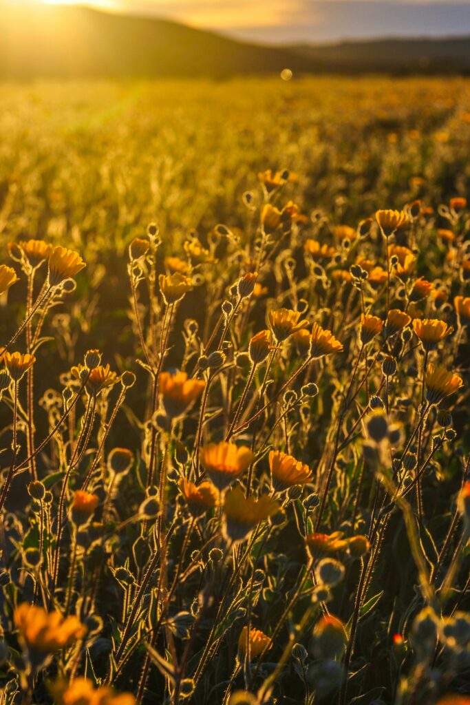 Best Places to See Wildflowers in California (April 2026 Road Trip Guide)