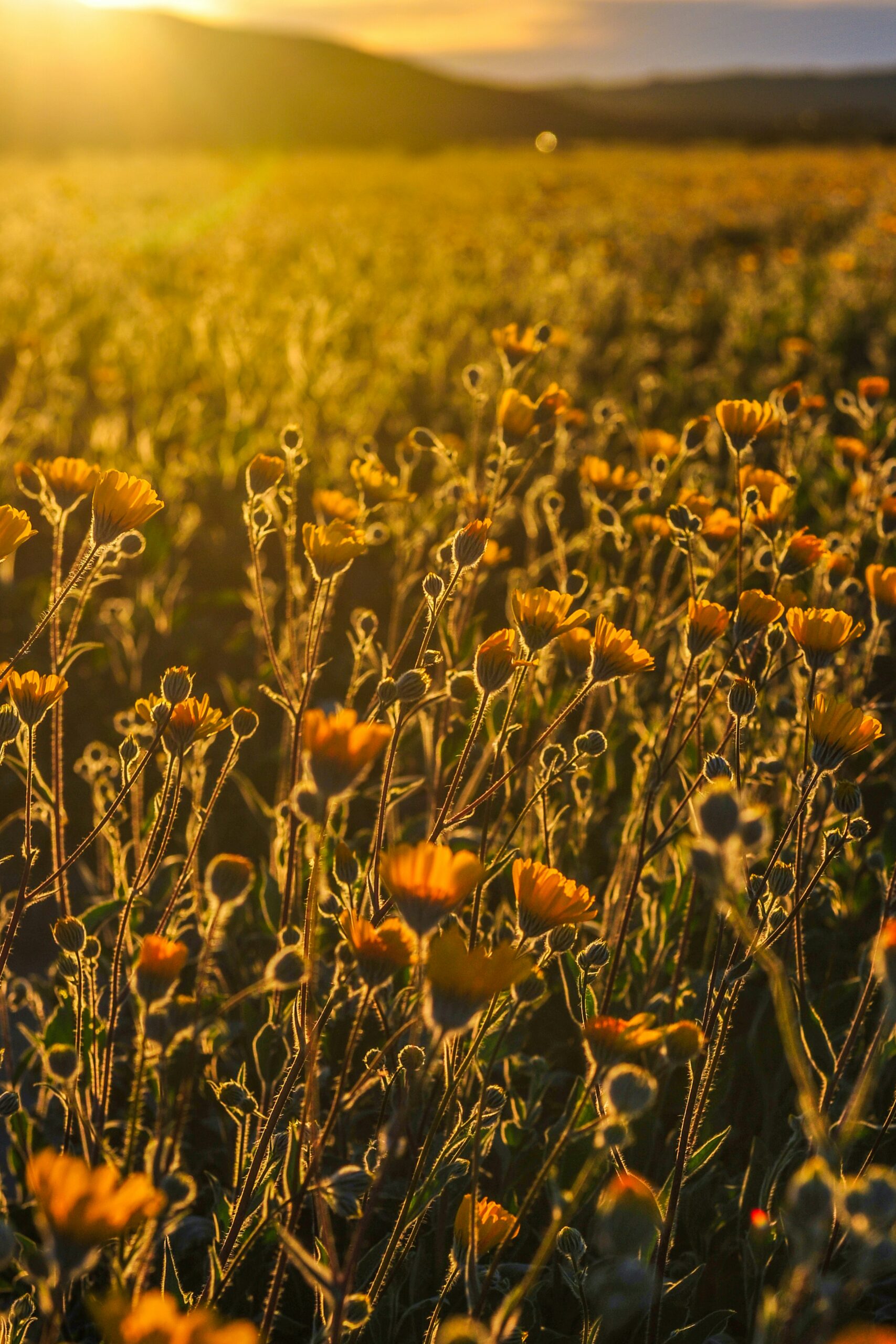 Best Places to See Wildflowers in California (April 2026 Road Trip Guide)