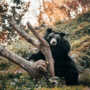 Fillmore CA Bear Sighting: Why Ventura County Is Seeing More Bears in Neighborhoods