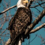 Jackie’s Legacy Is Bigger Than Big Bear: What Her Life Taught California About Protecting Wildlife