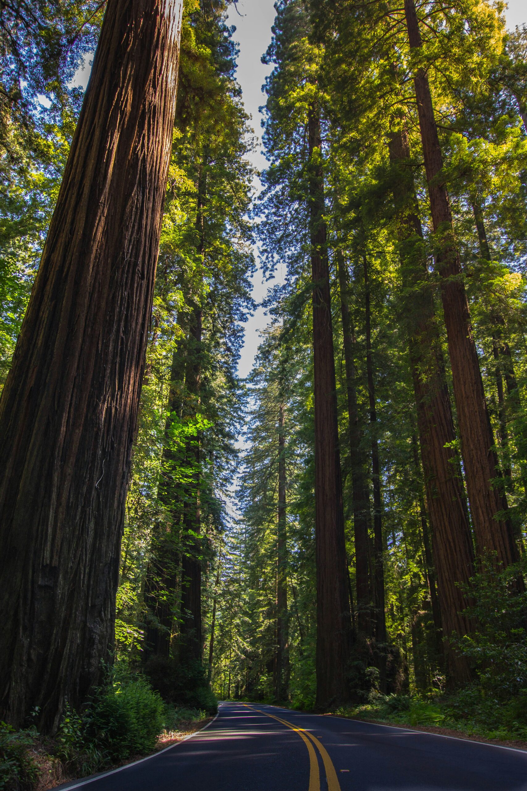 The Ultimate Redwood National Park Road Trip: Best Stops Between Eureka and Crescent City