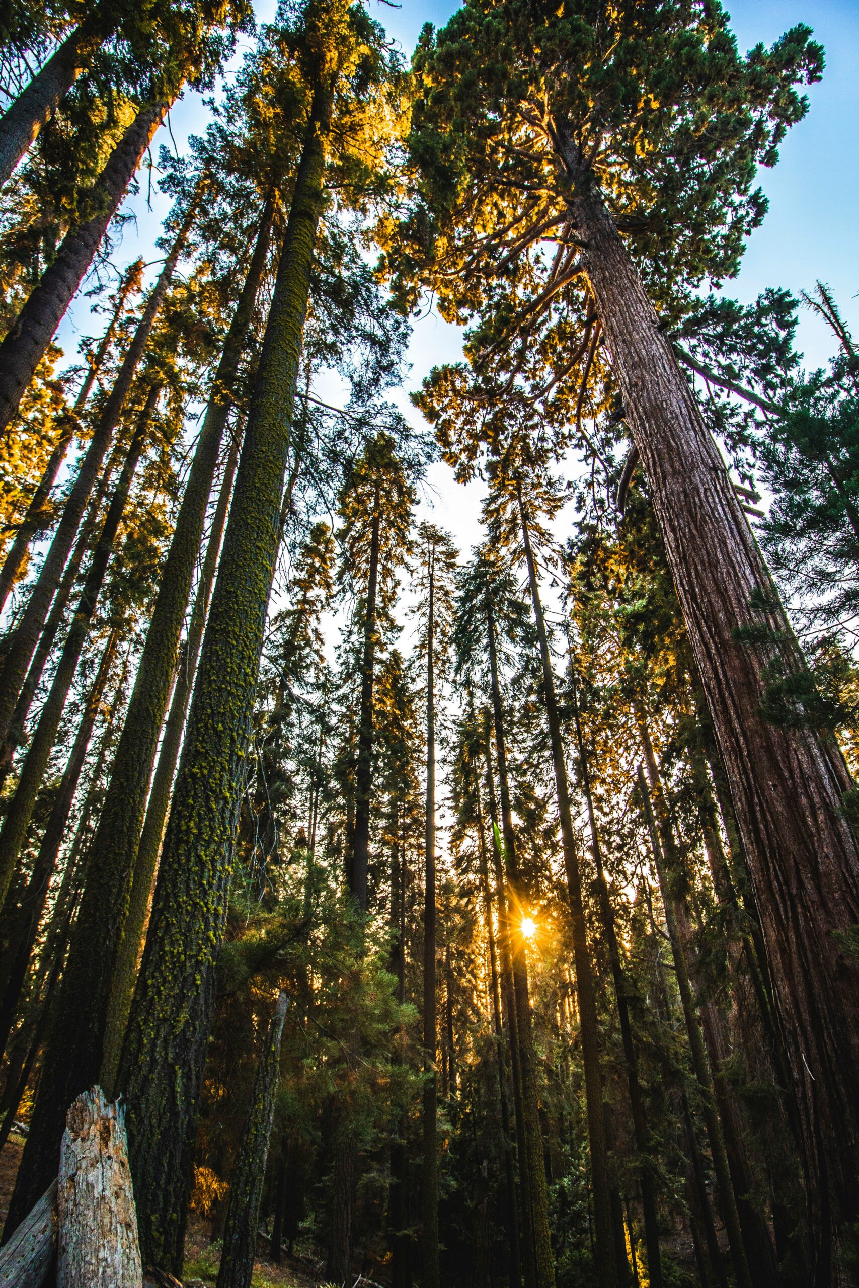 Sequoia & Kings Canyon National Parks: Ultimate Travel Guide