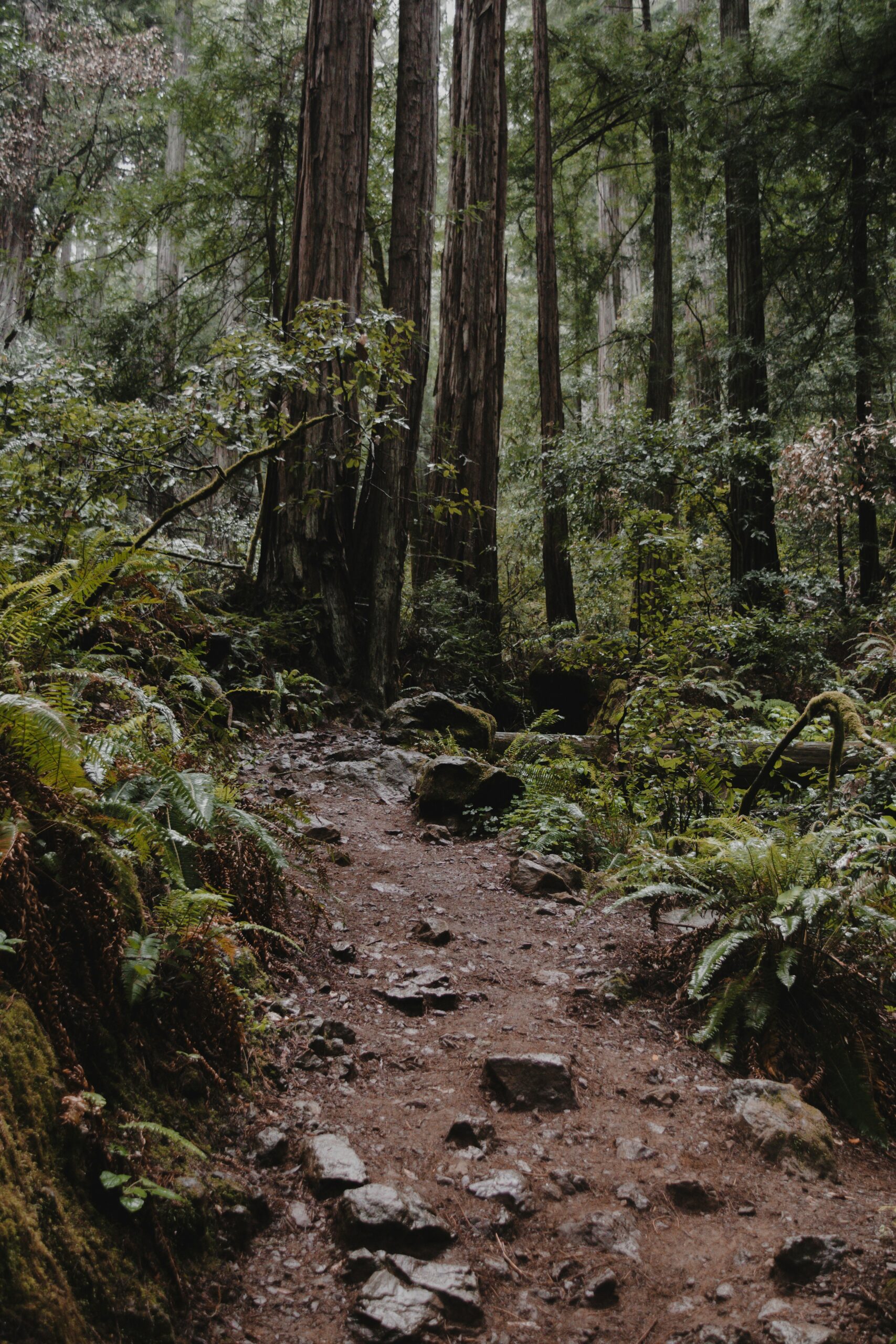 The Ultimate Redwood National Park Road Trip: Best Stops Between Eureka and Crescent City