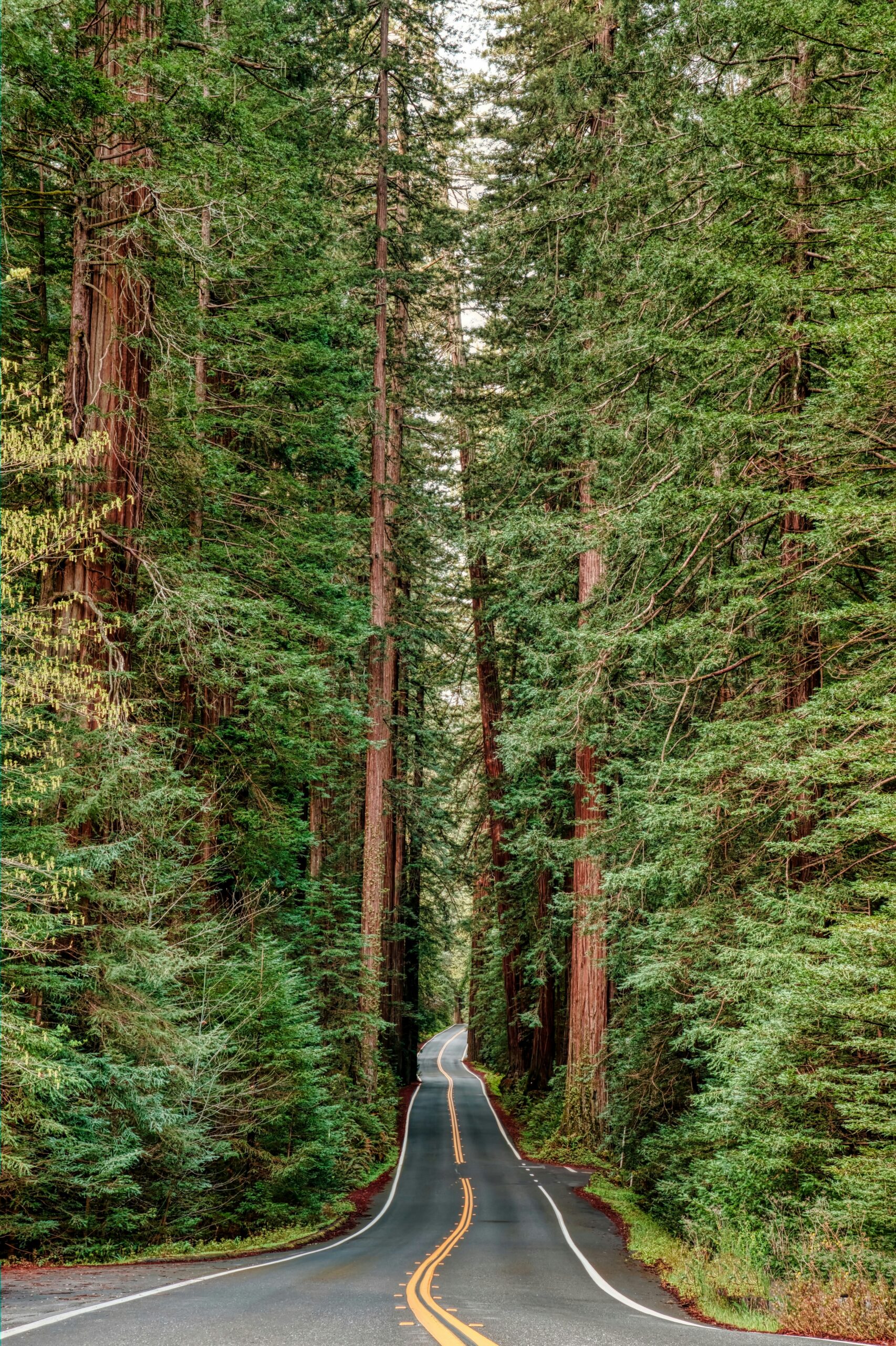 Sequoia & Kings Canyon National Parks: Ultimate Travel Guide