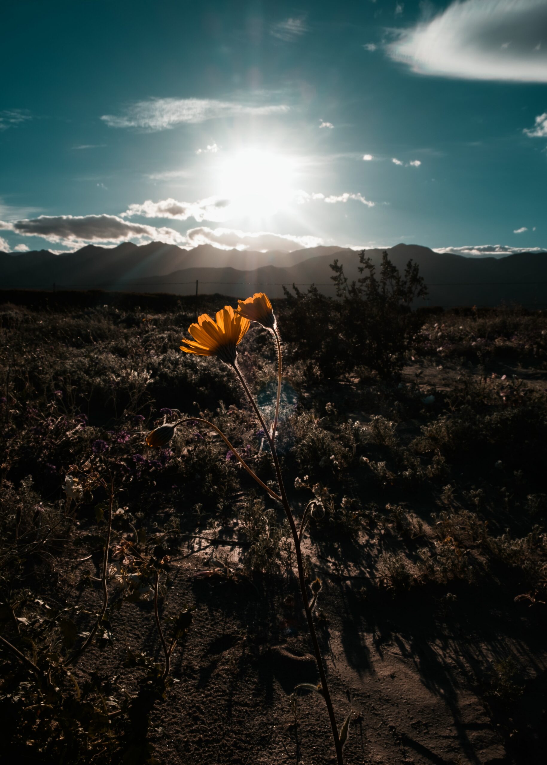 California State Parks Guide: Best Parks & More