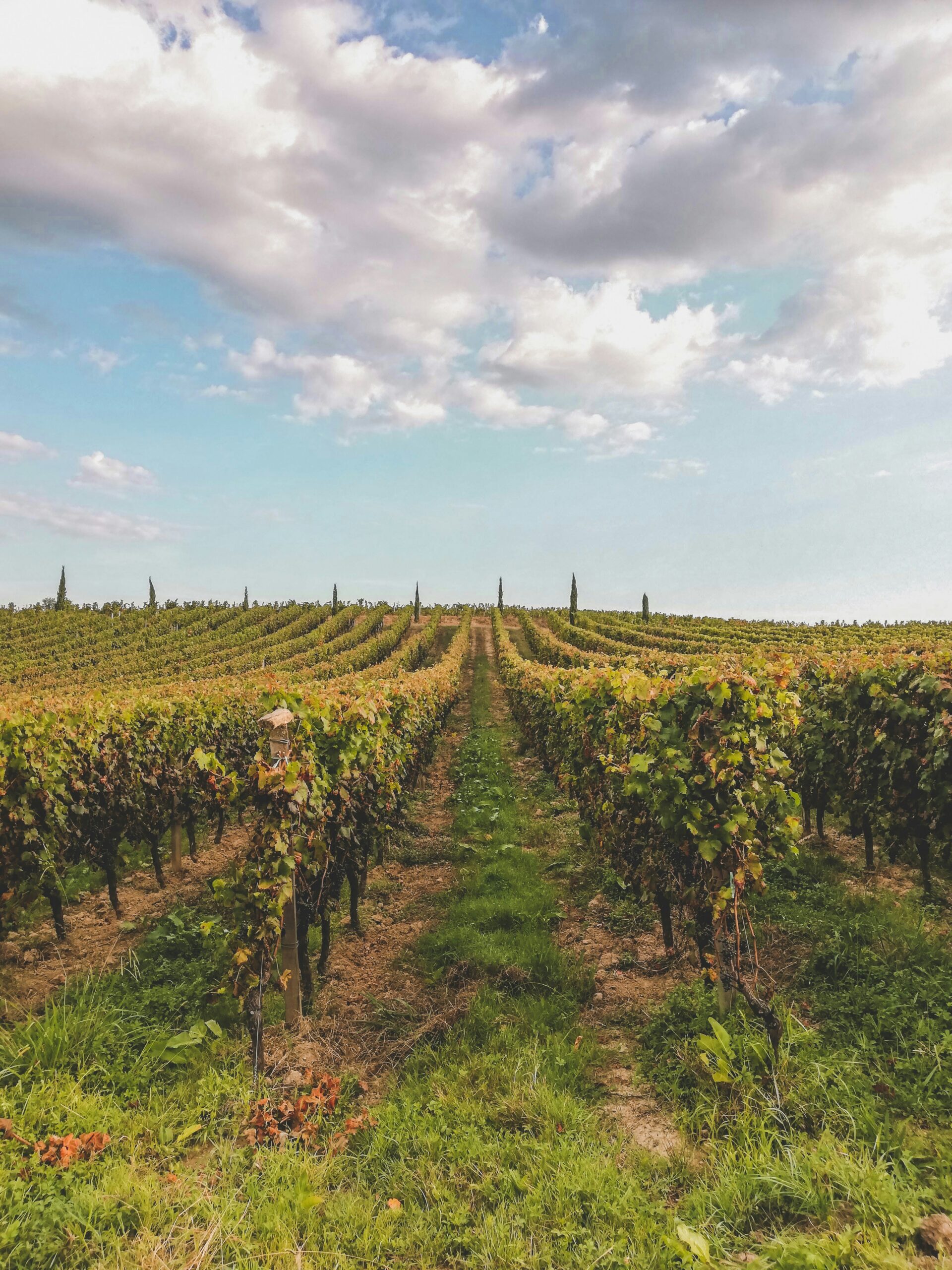 Best California Wine Regions to Visit in September: 2026 Guide