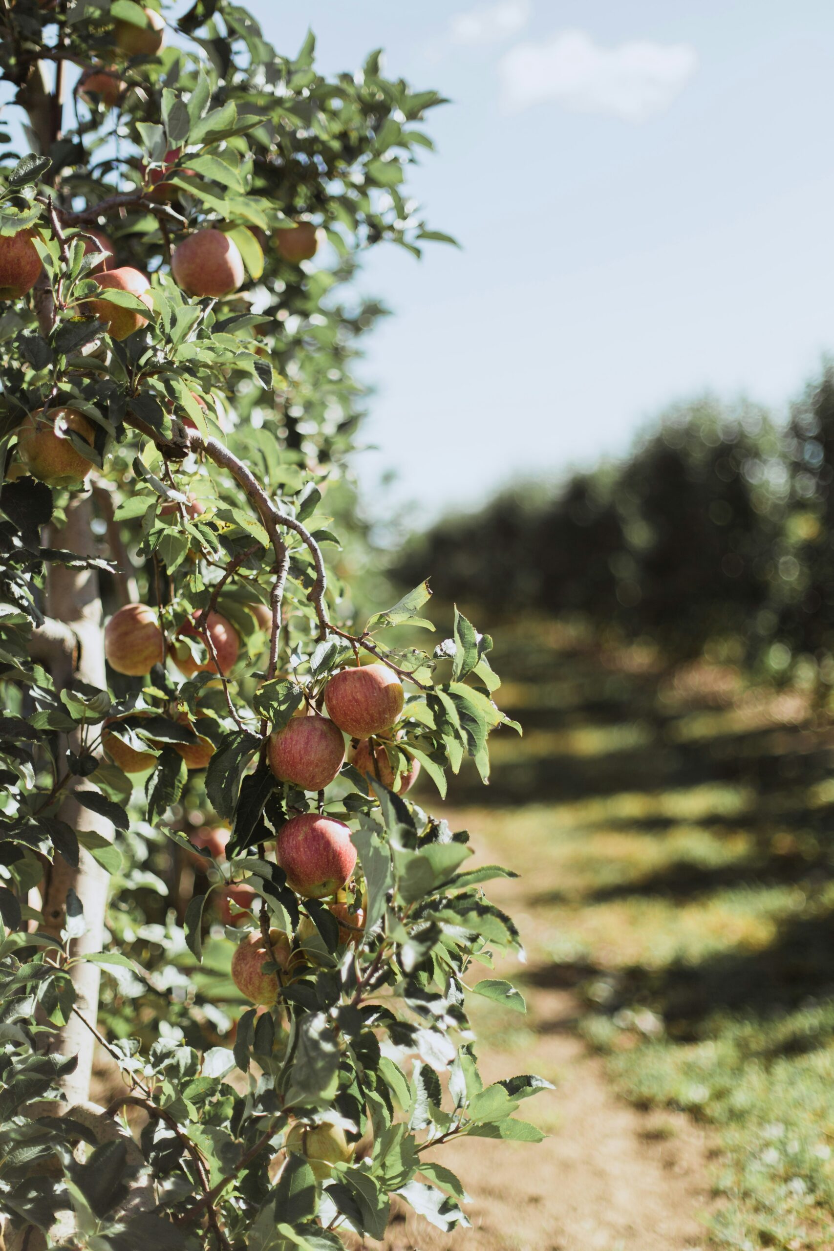10 California Fall Festivals Worth a Road Trip in 2026