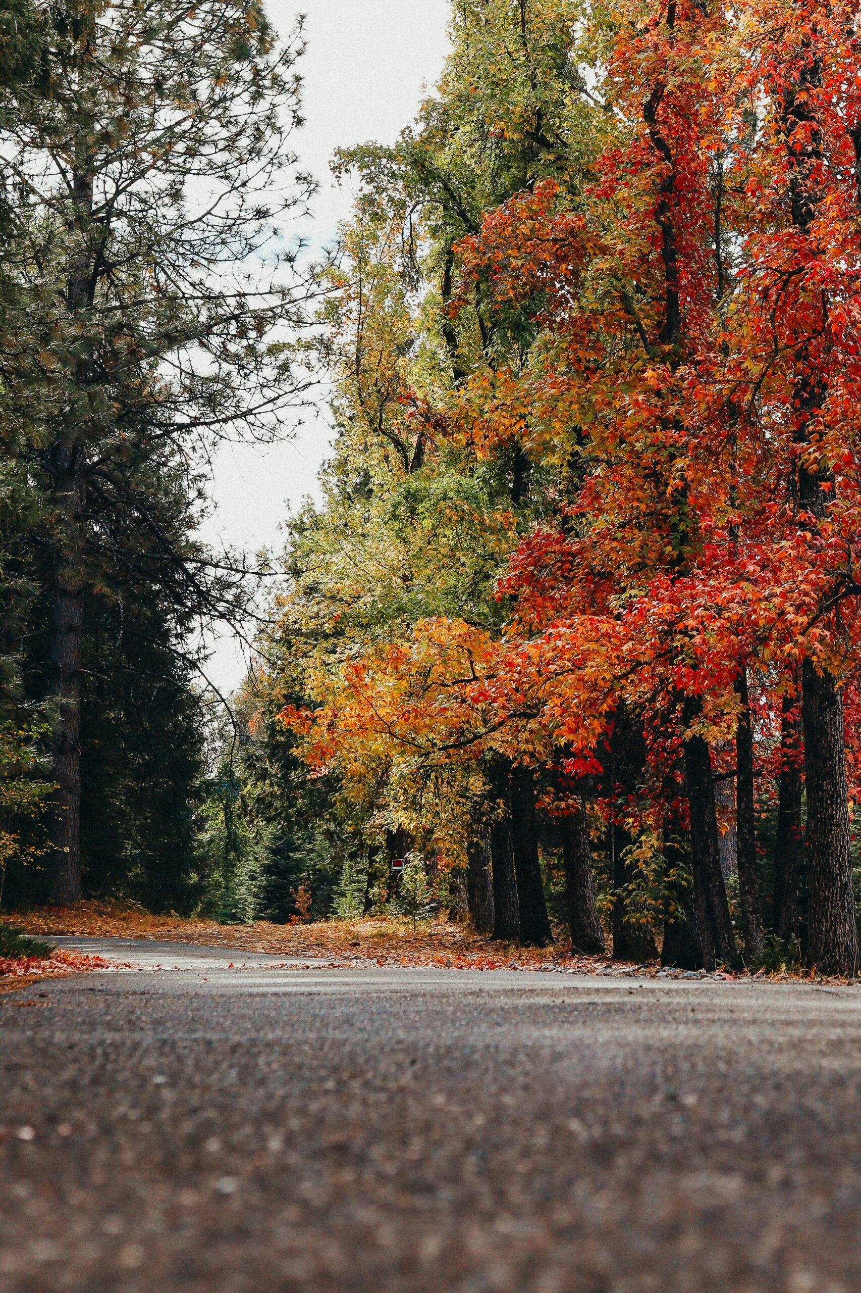California Fall Road Trip: 10 Epic Routes to Explore