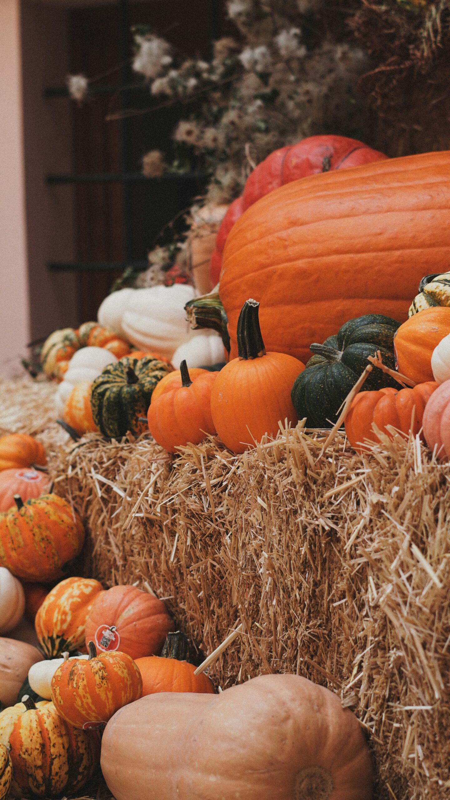 Best Pumpkin Patches in California