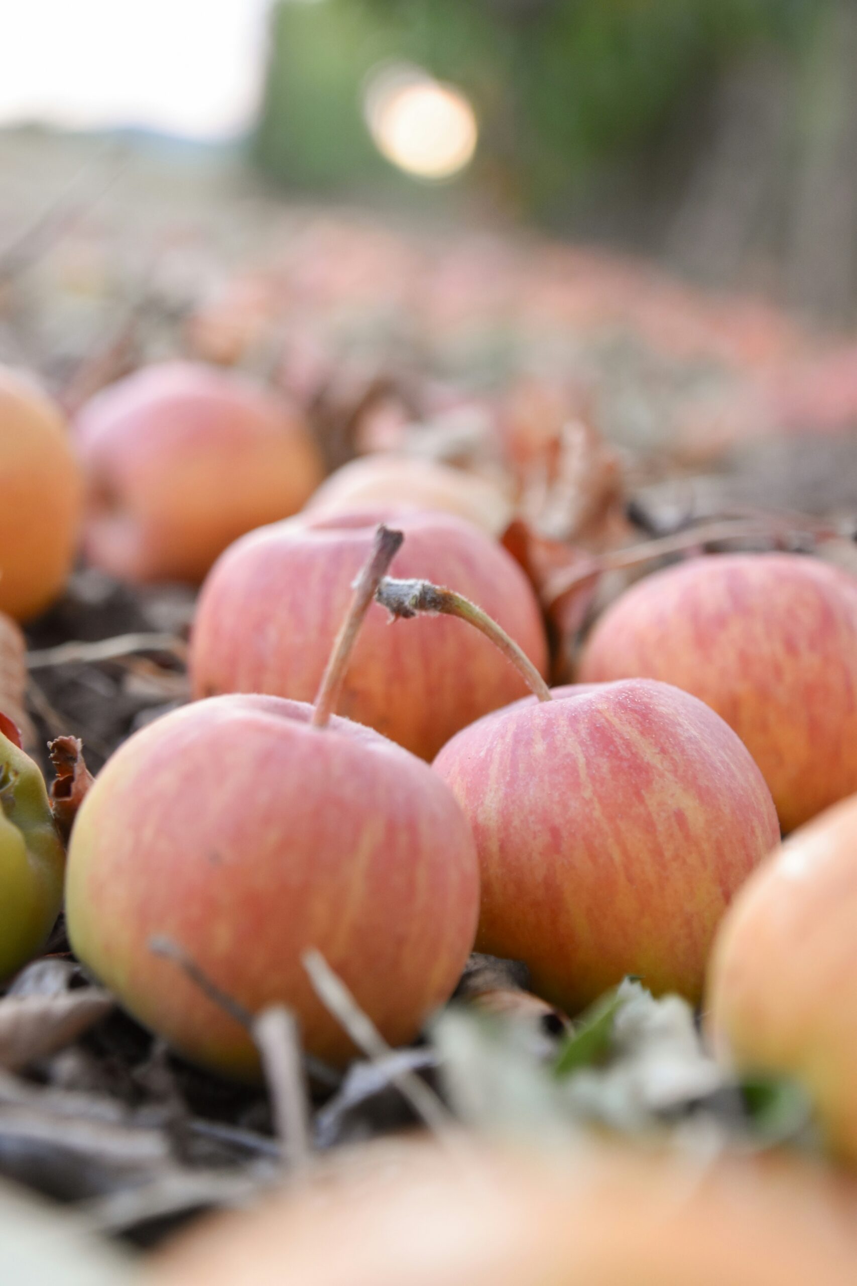 Best Apple Picking in California: 25+ U-Pick Orchards for 2026