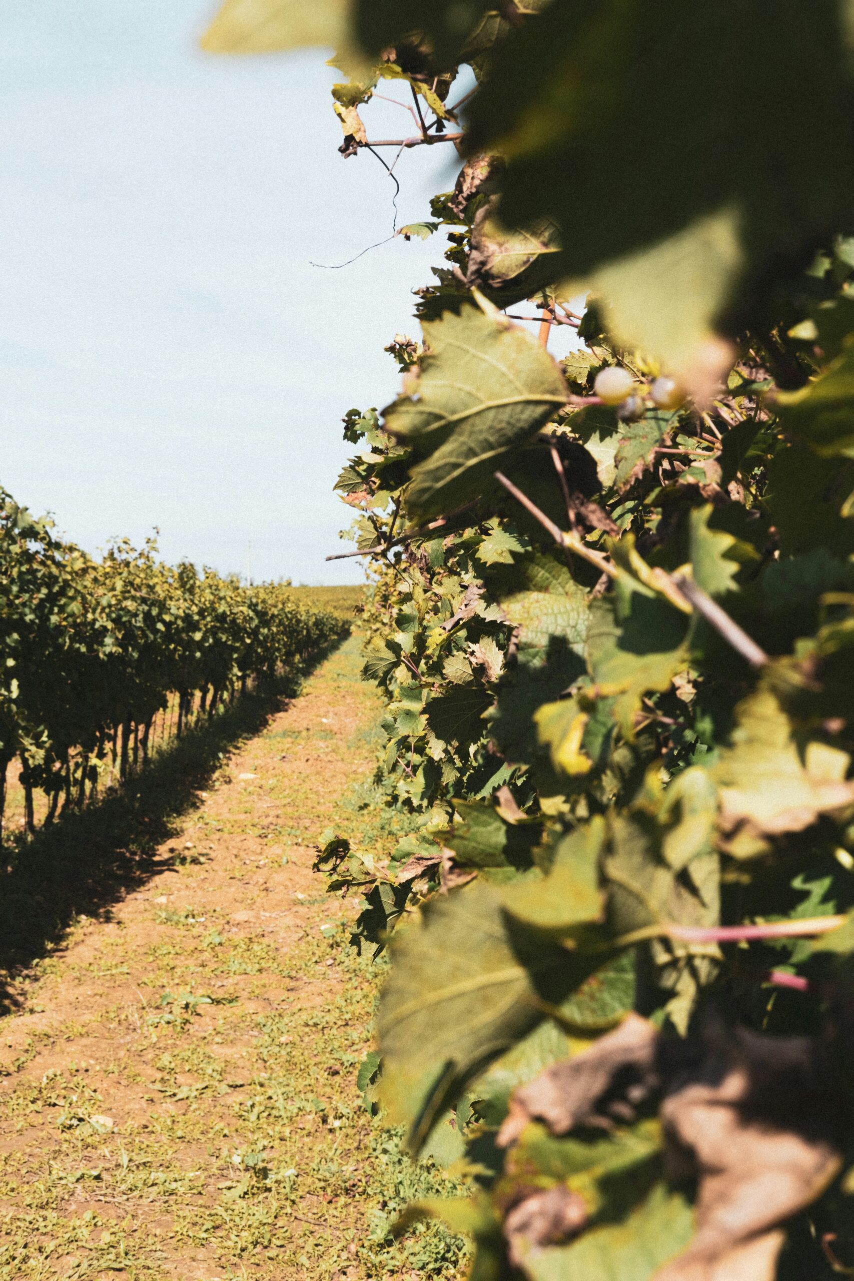 Best California Wine Regions to Visit in September: 2026 Guide