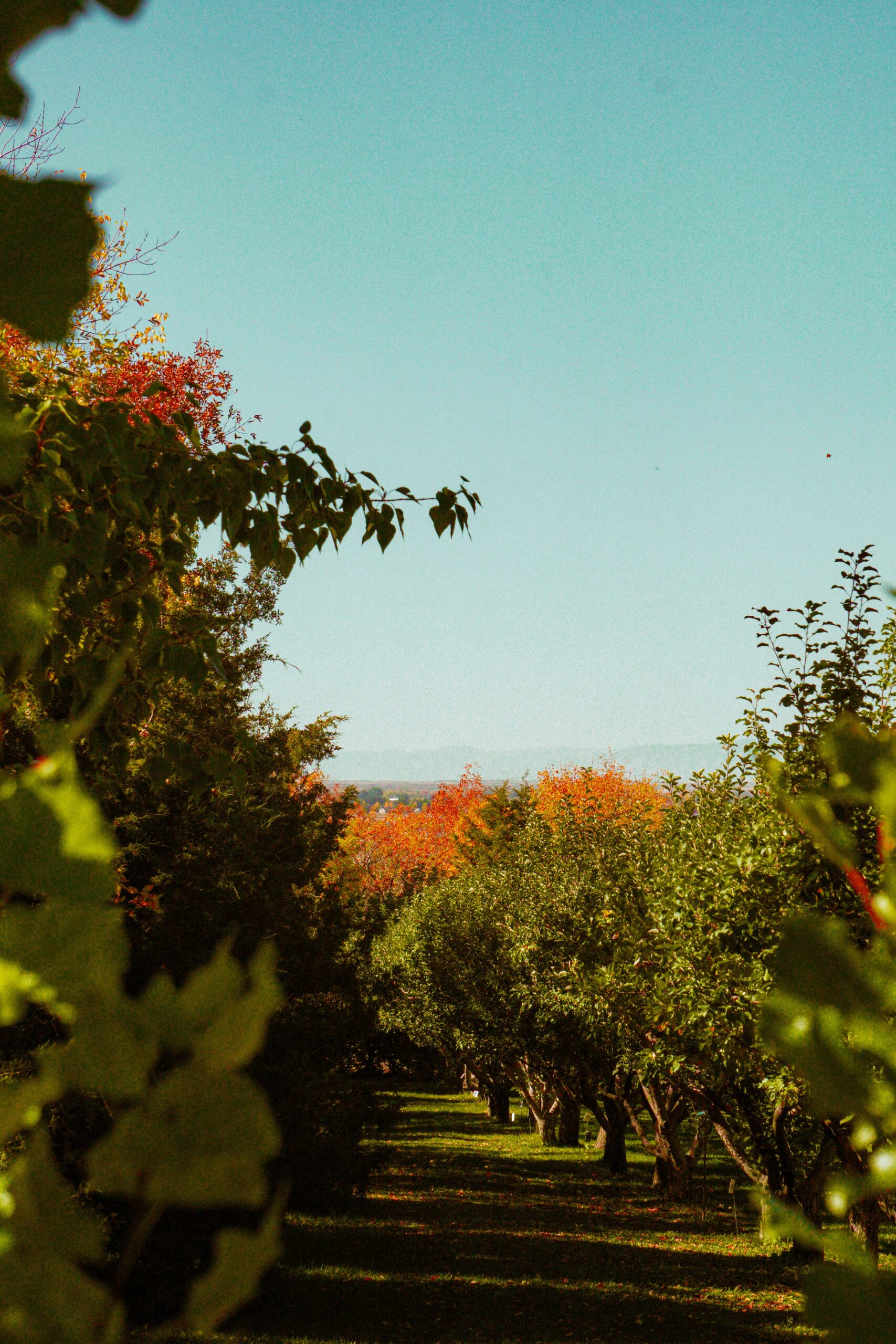 Things to Do in Fillmore, California: A Small-Town Guide
