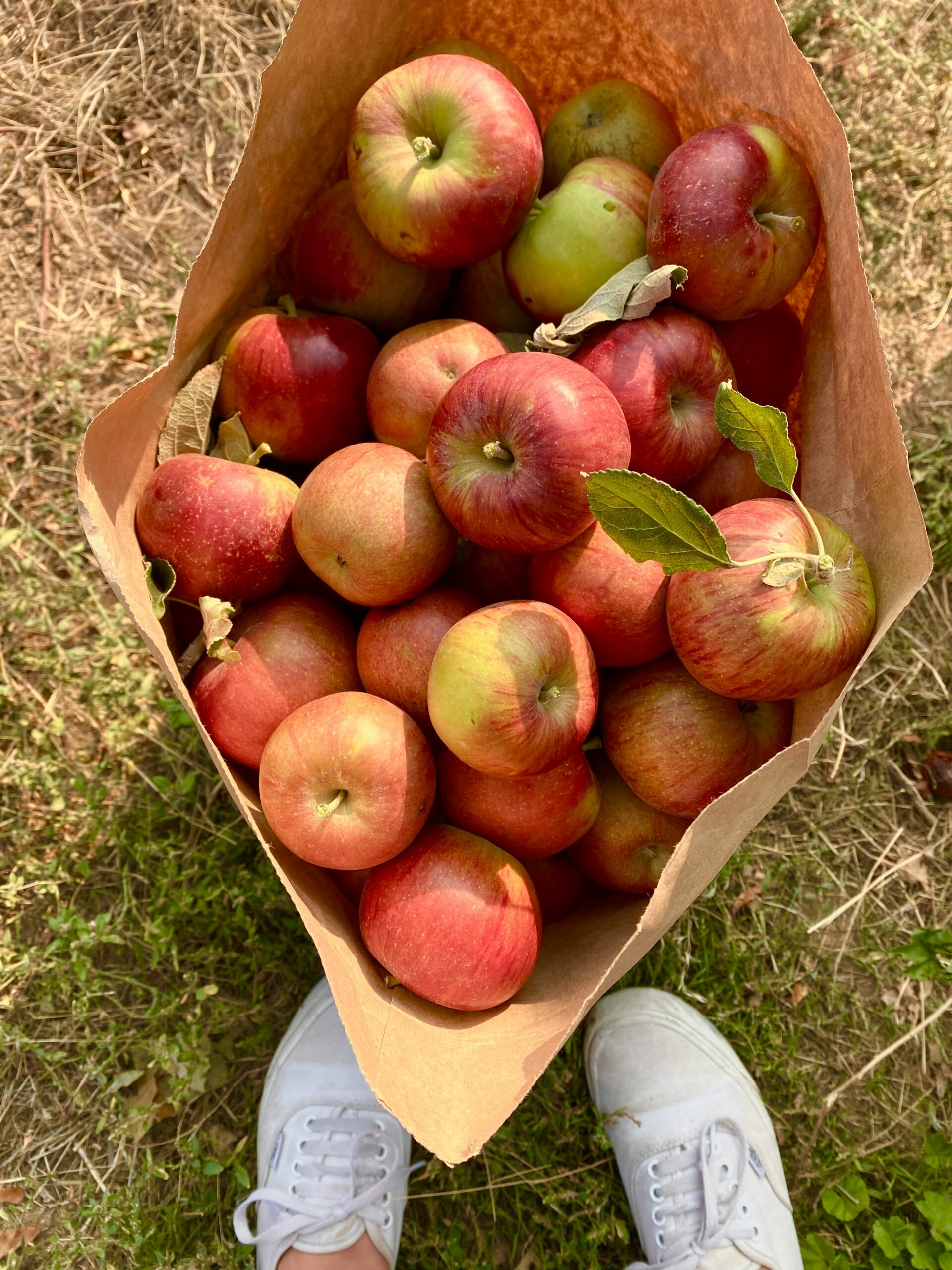 Single Ripe Apple Best Apple Picking In California: 25+ U-Pick Orchards For 2026 ...