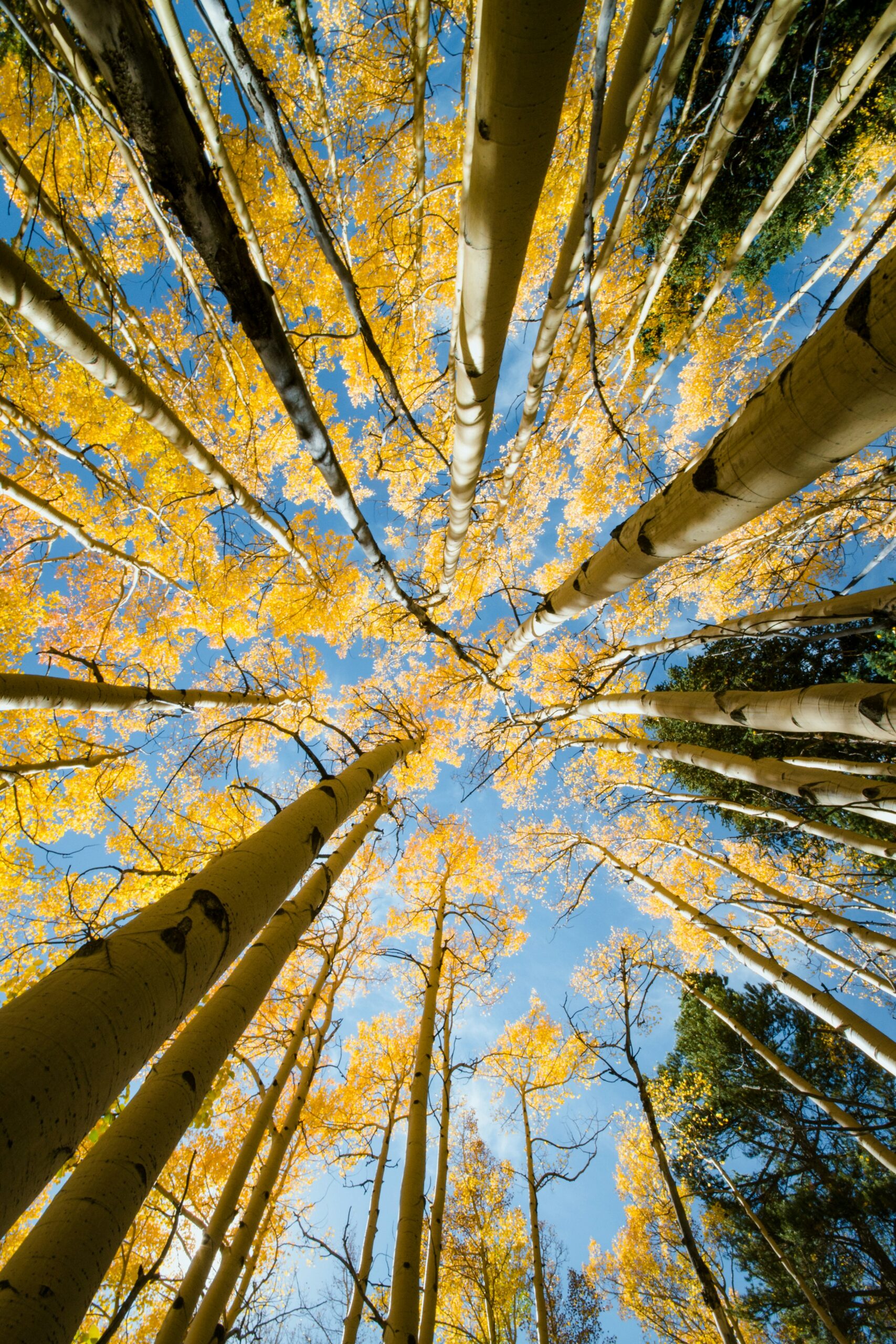 Best California National Parks to Visit in September