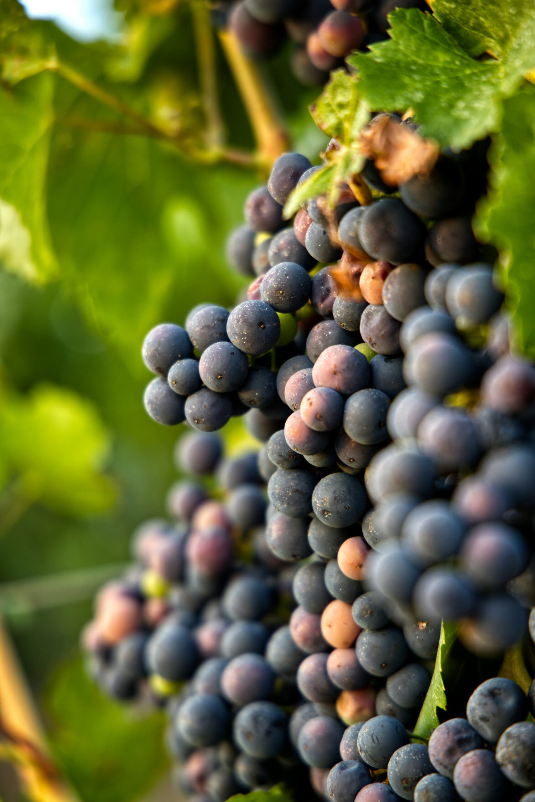 Best California Wine Regions to Visit in September: 2026 Guide