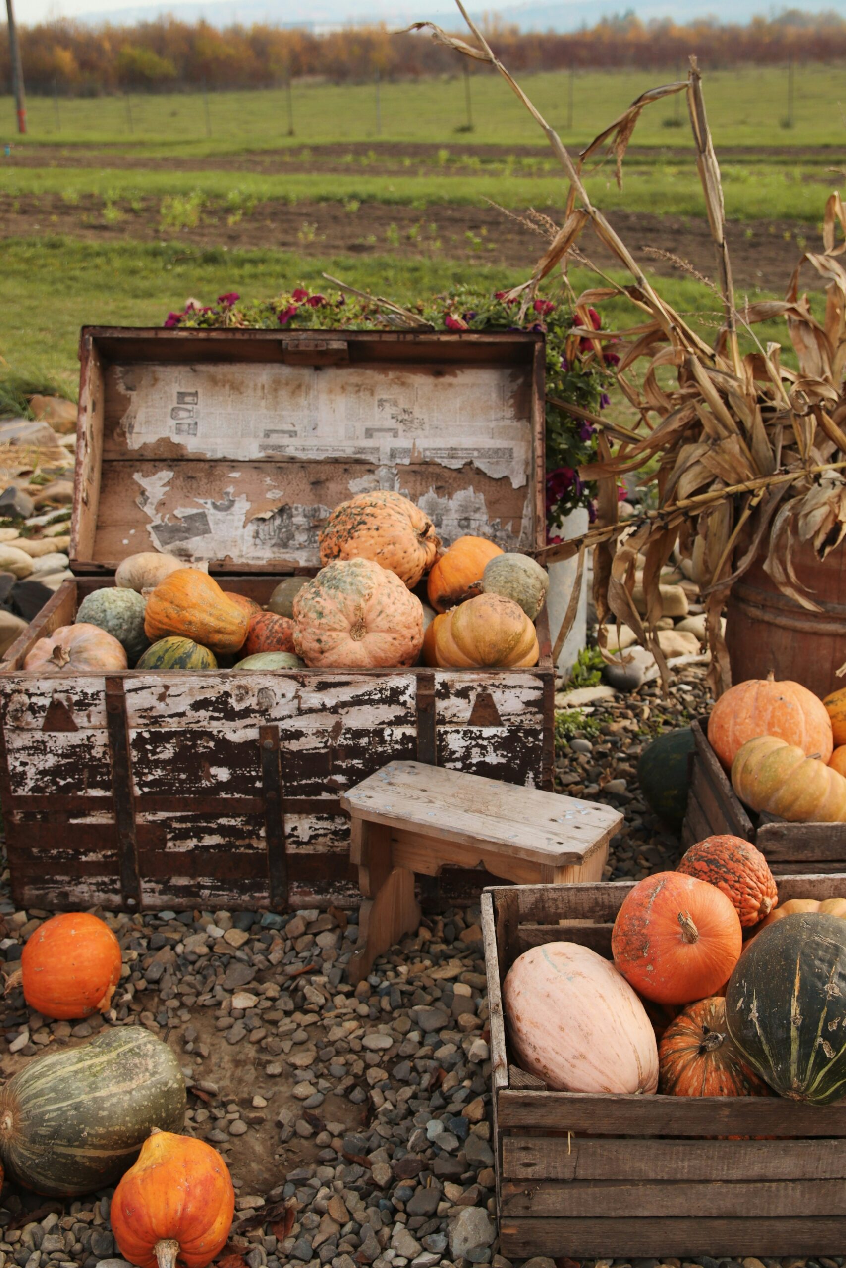 Best Pumpkin Patches in California