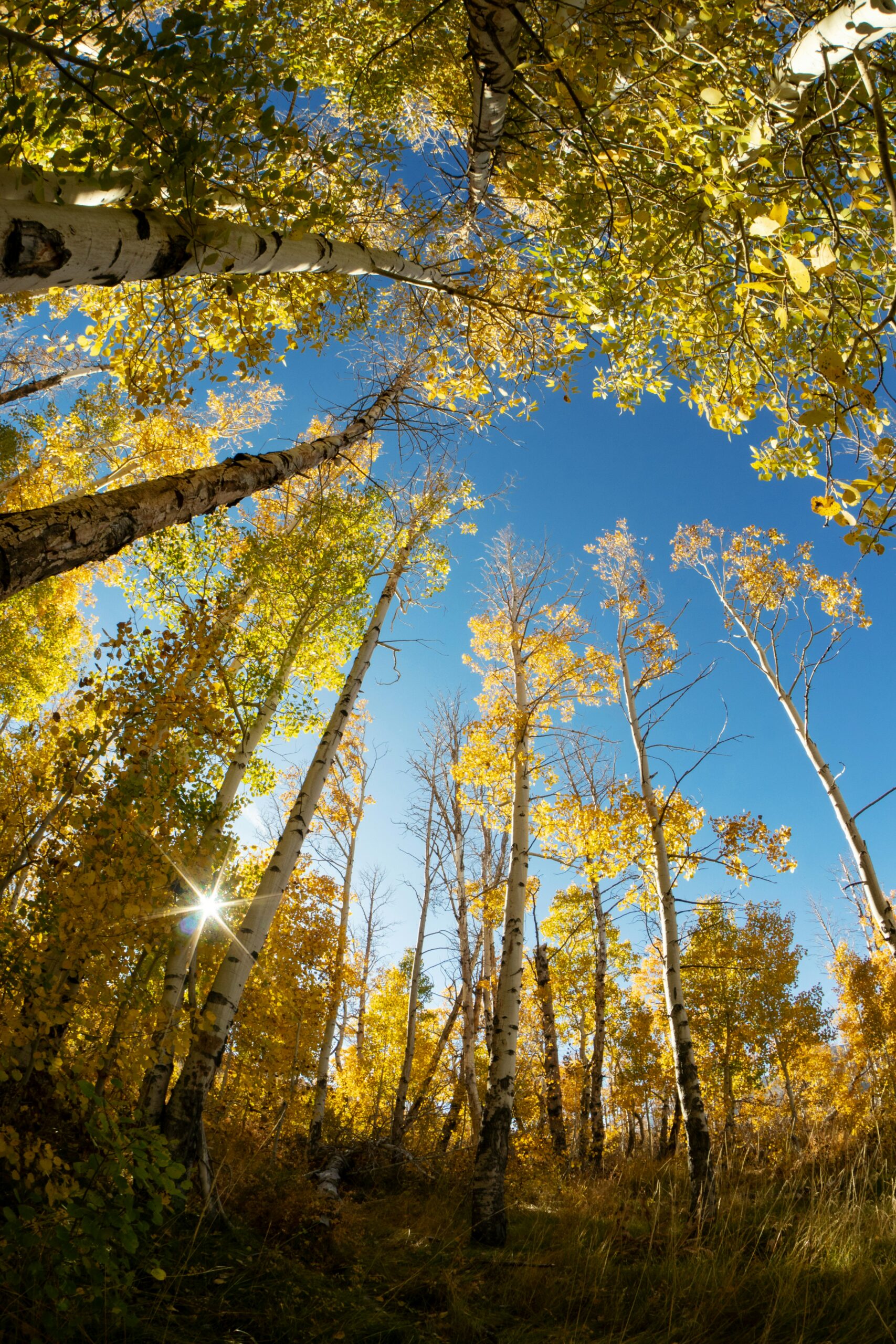 Highway 395 Fall Road Trip: Best Stops & Fall Colors