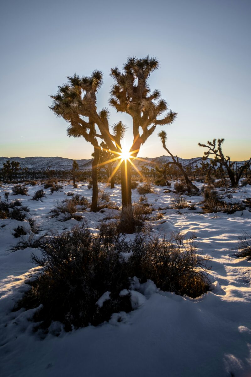 Mojave Desert Road Trip: Ghost Towns & Hidden Gems